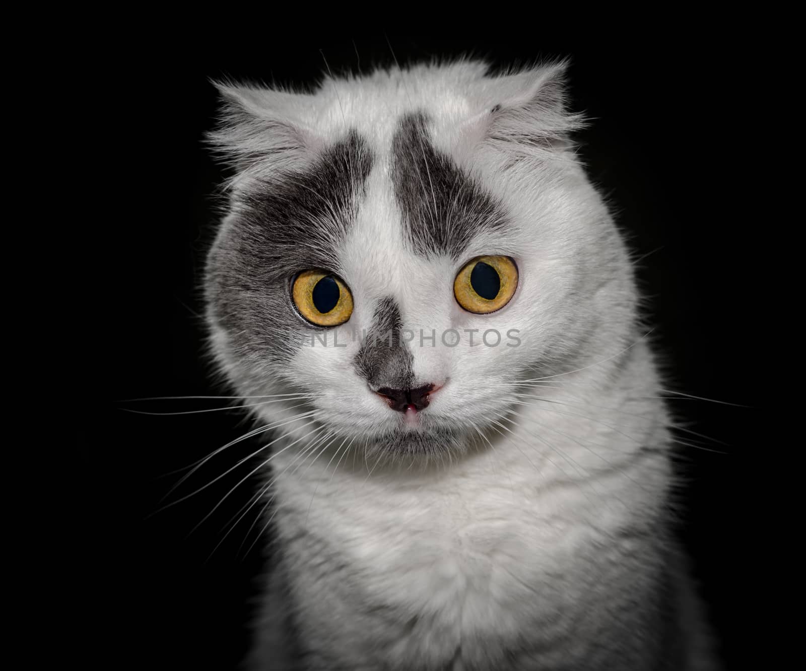 black white cat with yellow eyes on a black background closeup