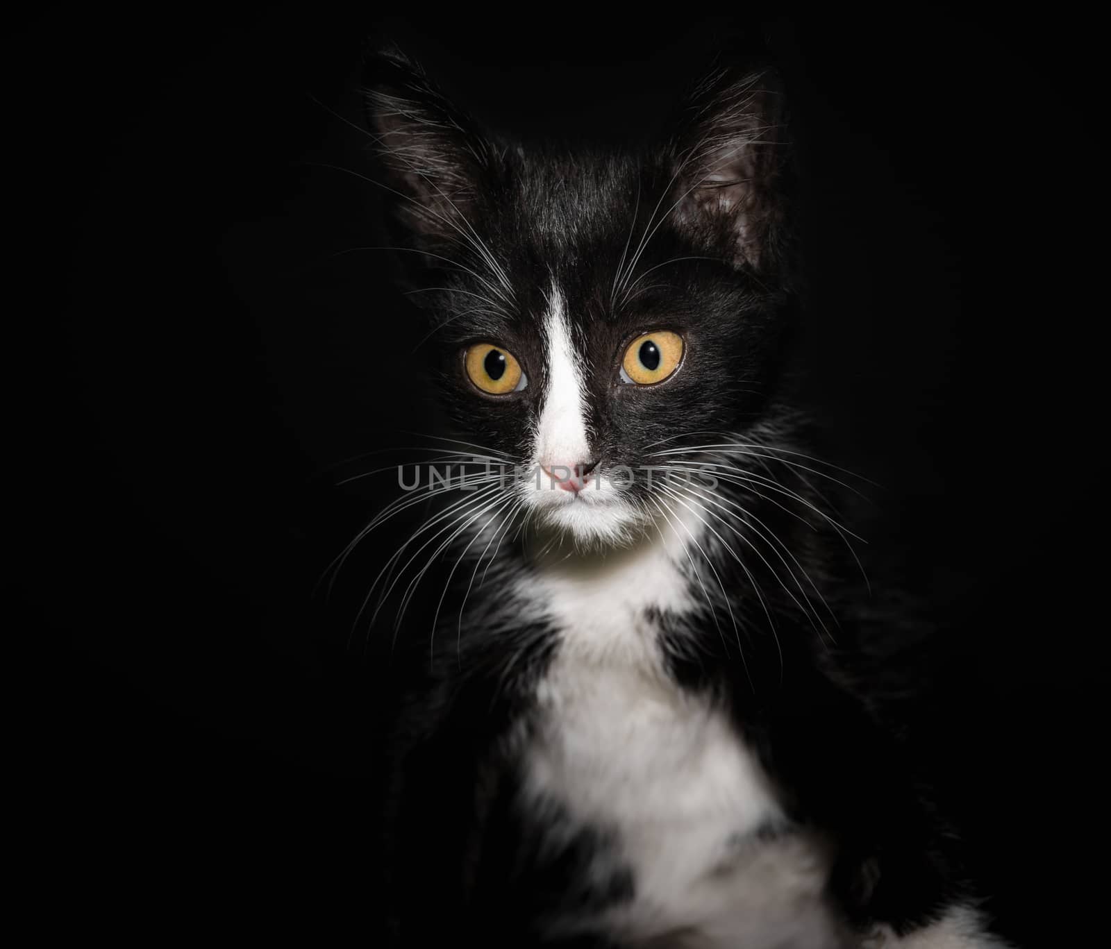 portrait of a black and white cat with yellow eyes on a dark background closeup