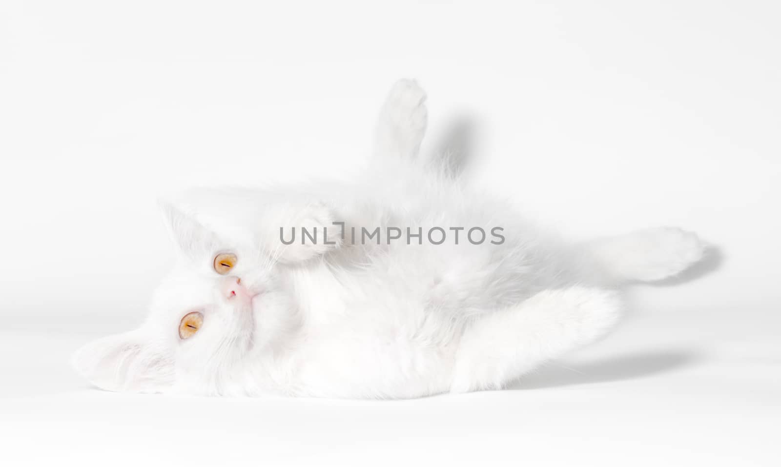 white fluffy cat with yellow eyes lies on a white background closeup