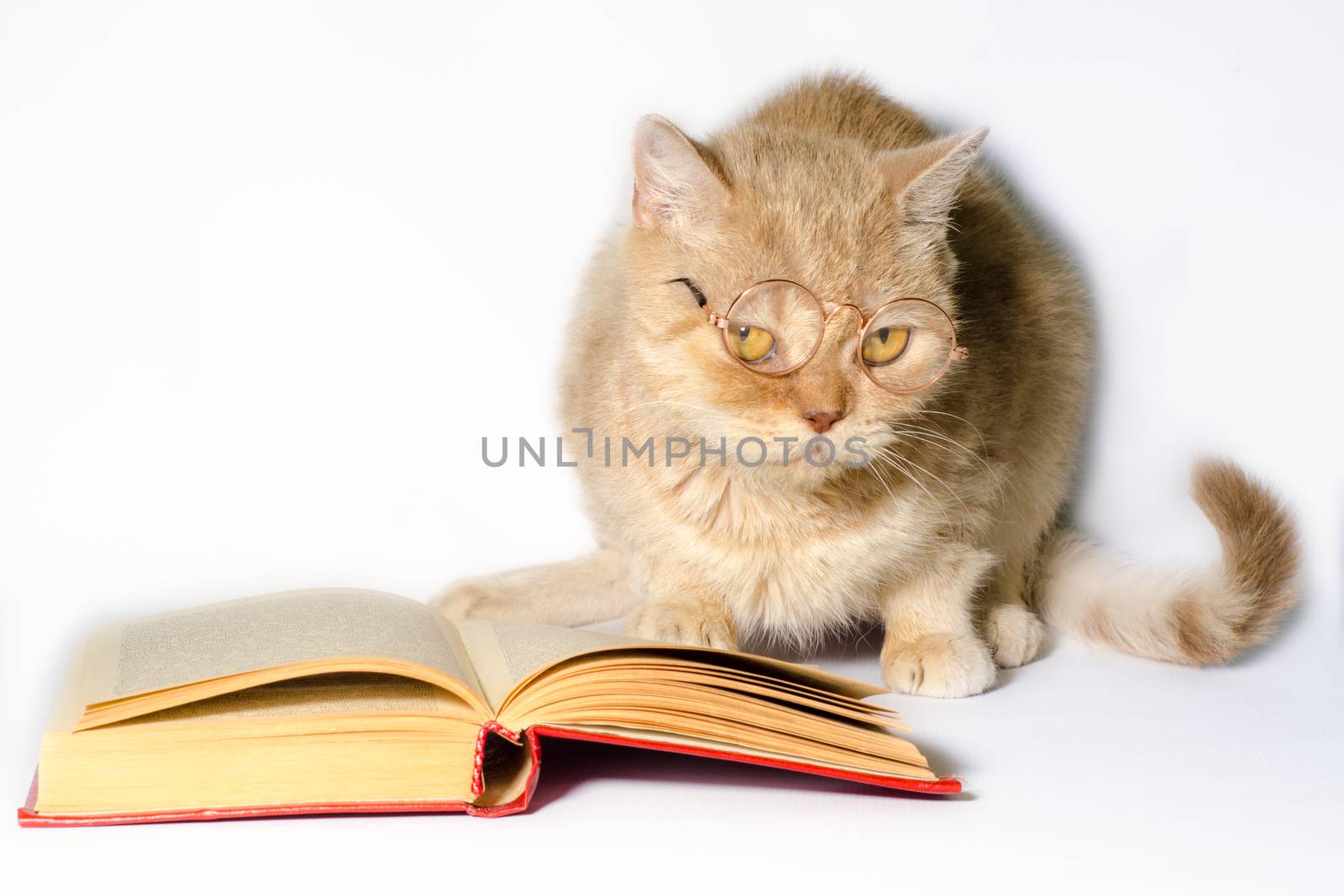 red cat in glasses with a book on a white background closeup