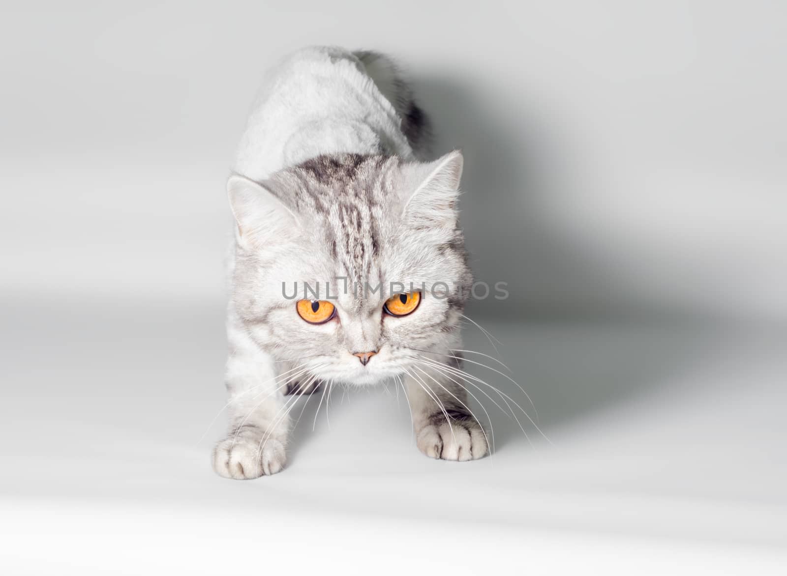 gray cat with big yellow eyes isolated on a white background closeup