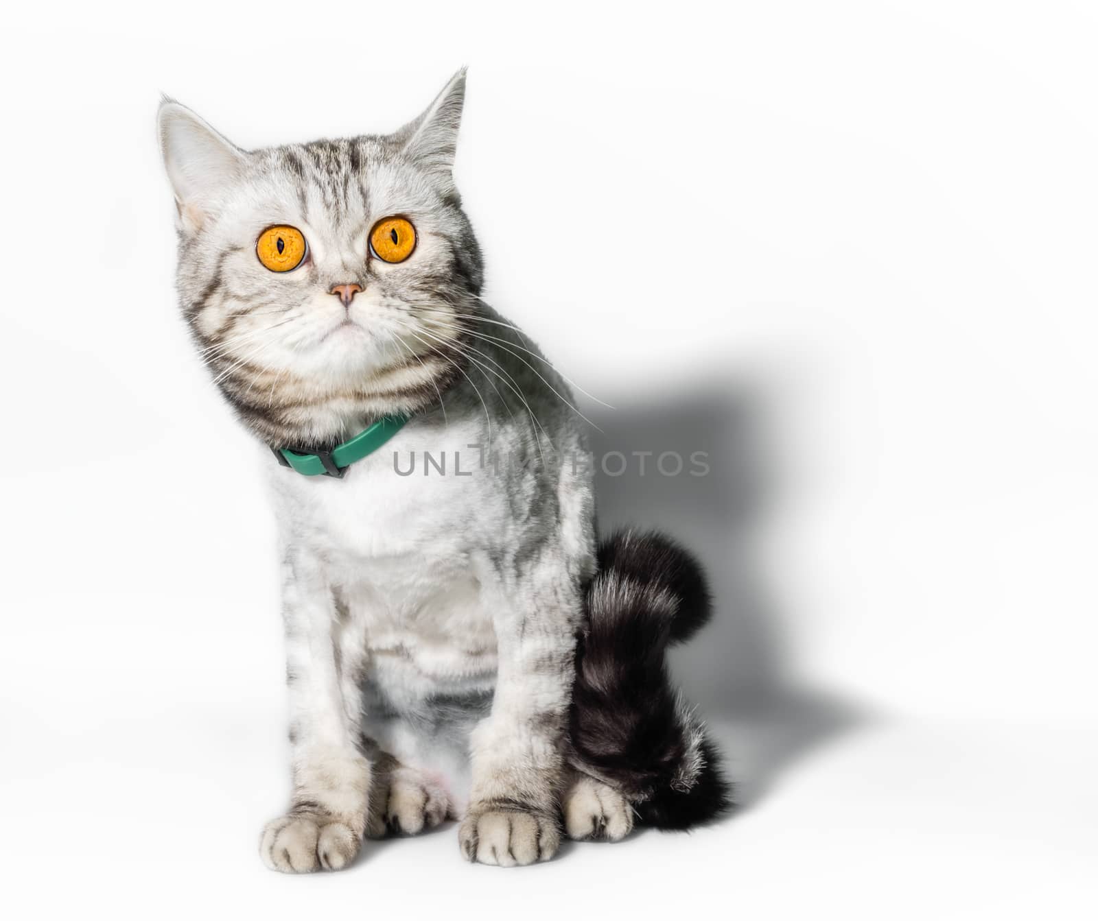 funny groomed cat with big yellow eyes closeup on a white background
