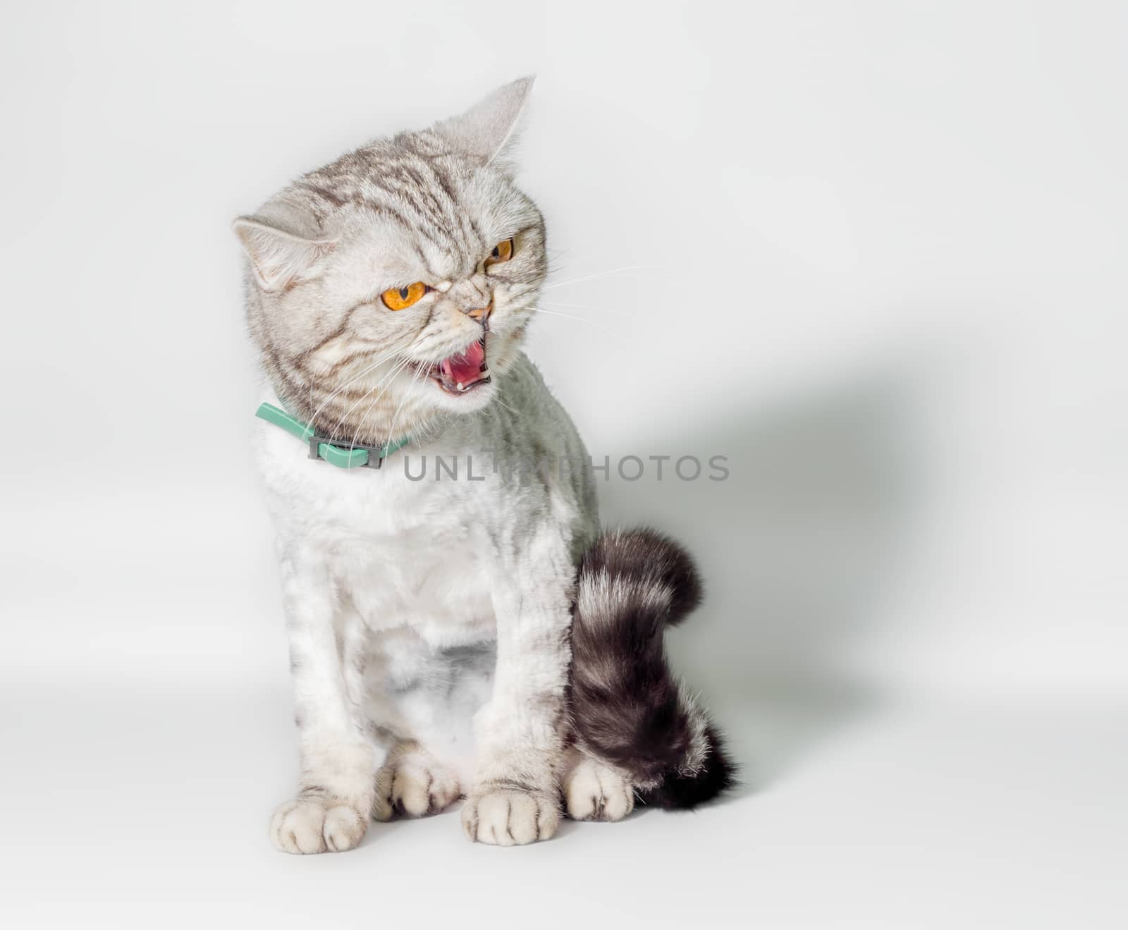 gray trimmed cat with yellow eyes grinds isolated on a white background closeup