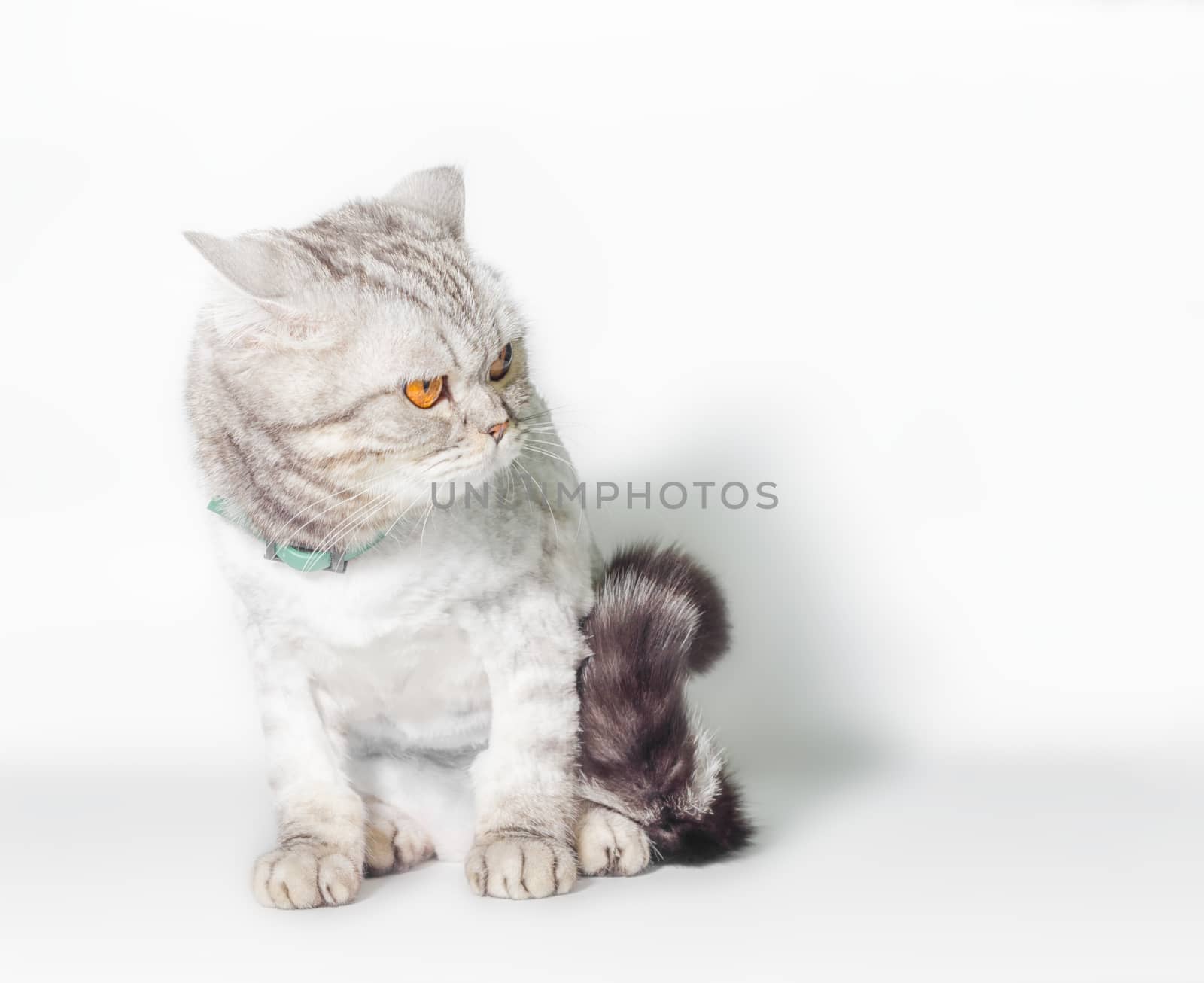 gray trimmed cat with displeased eyes isolated on white background closeup