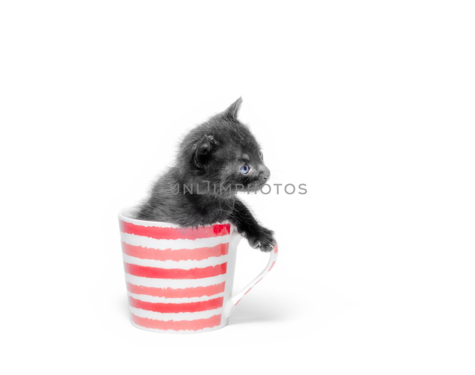 little cute black kitten sitting in a cup isolated on white background closeup