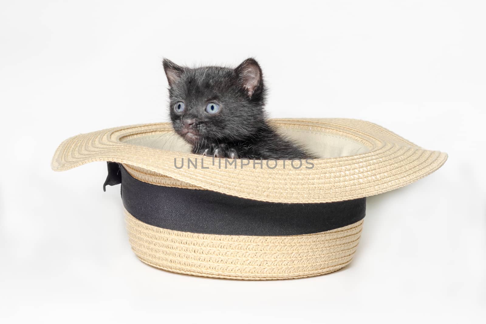 little cute black kitten sitting in a hat isolated on a white background closeup