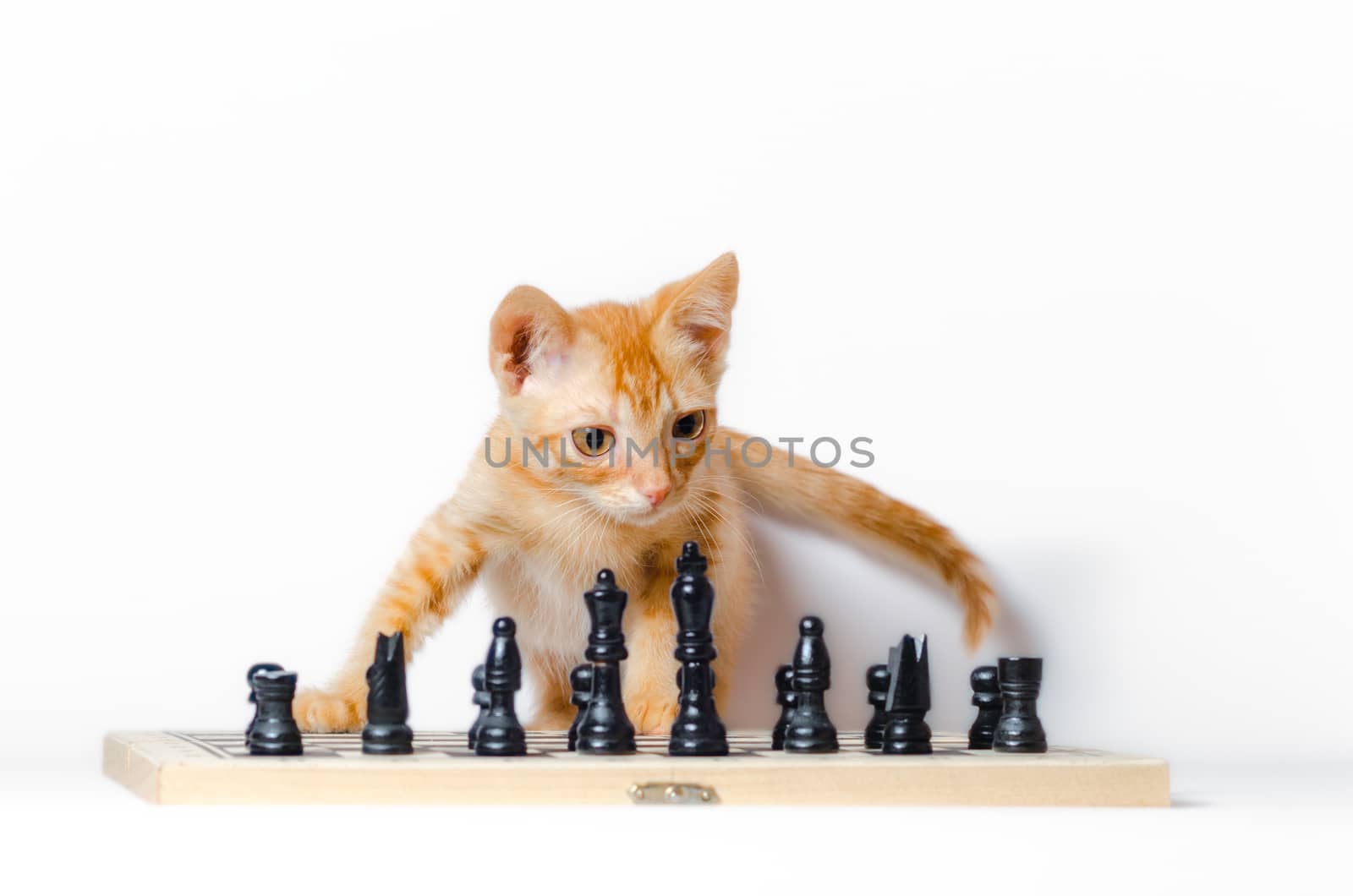 cute little red kitten and chess isolated on white background closeup