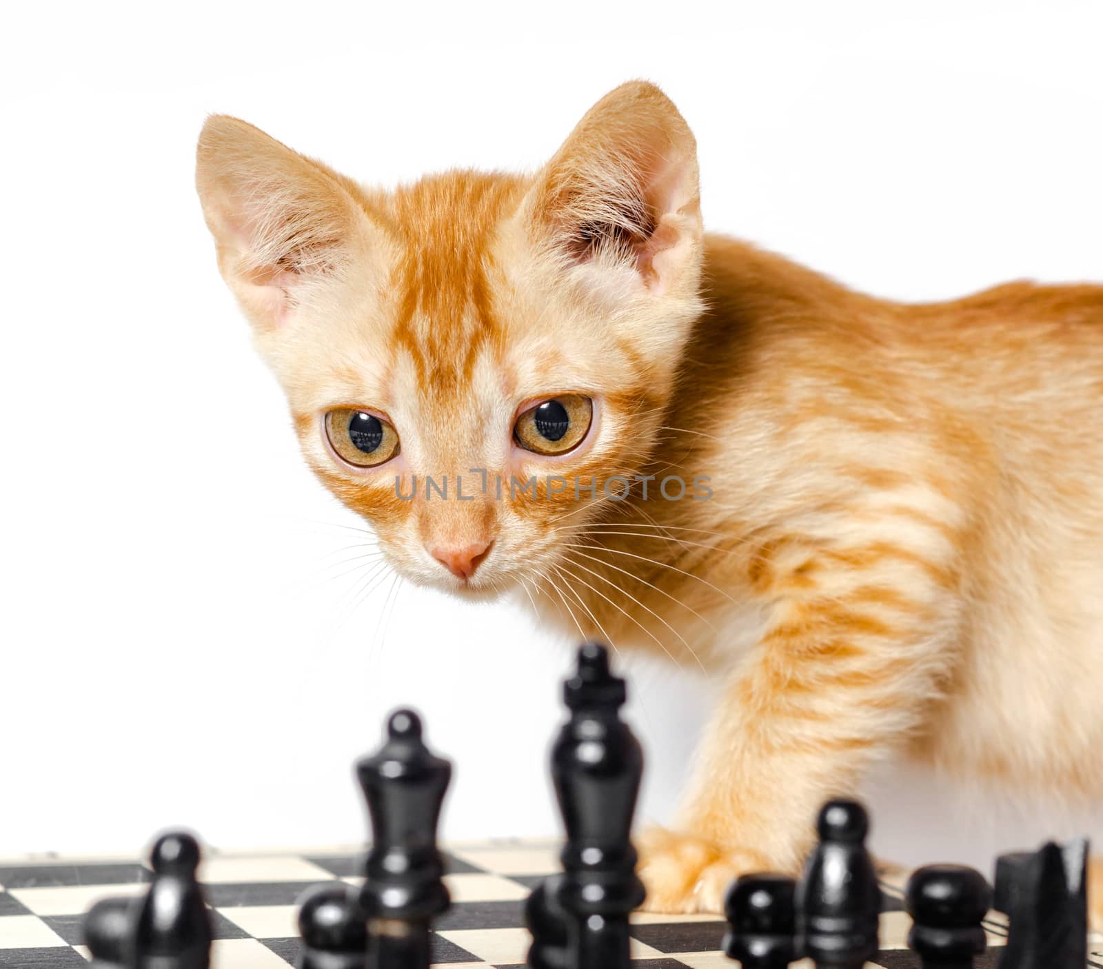cute little red kitten and chess isolated on white background closeup