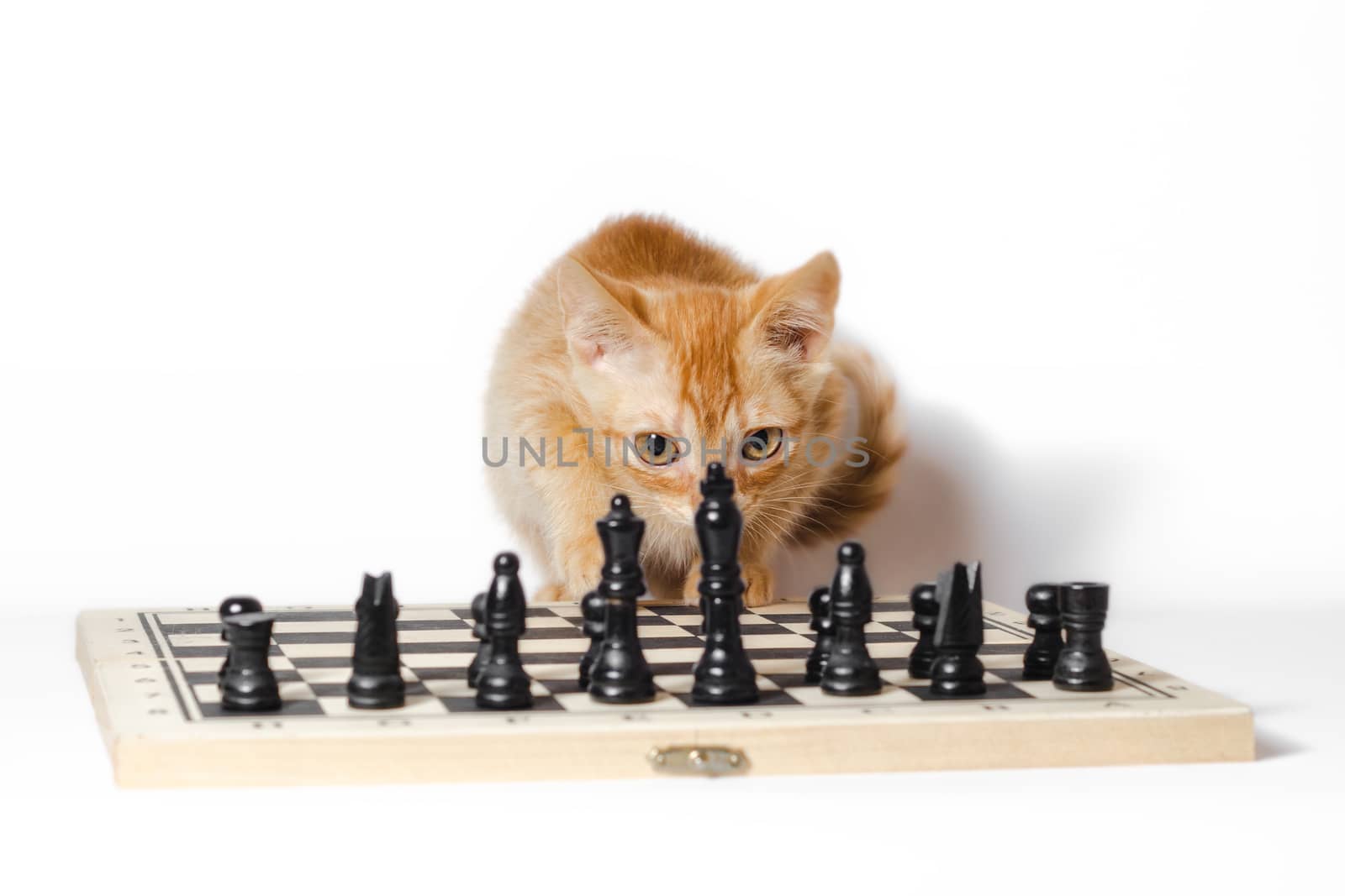 cute little red kitten and chess isolated on white background closeup