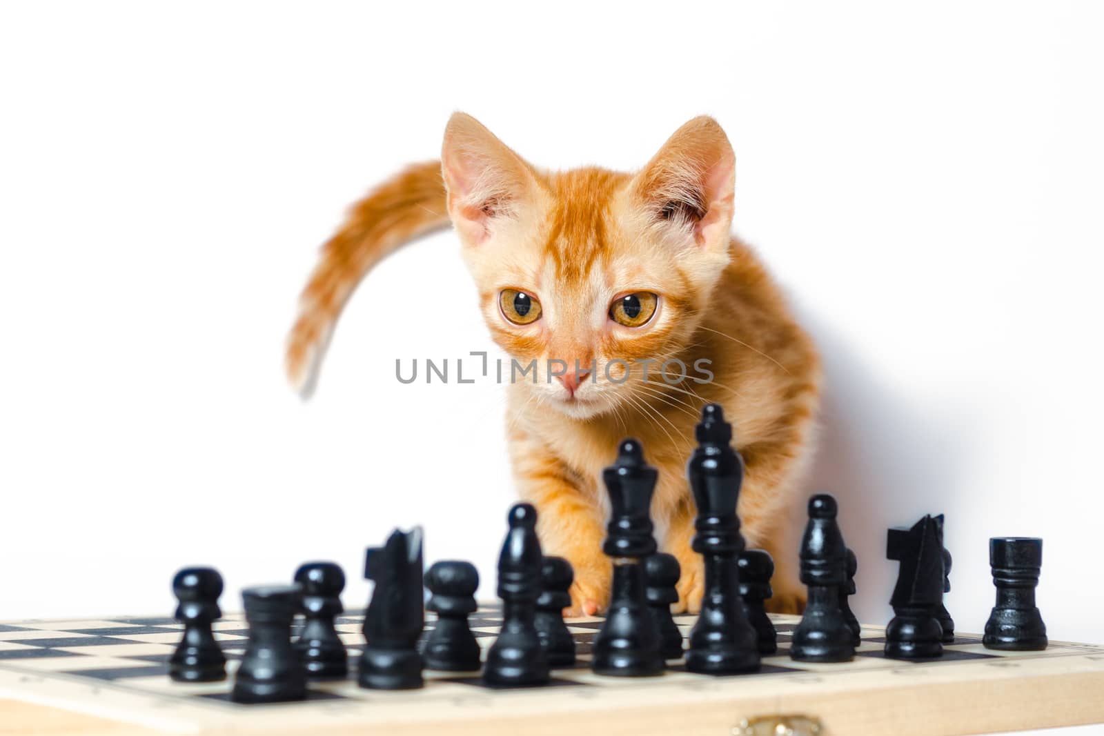 cute little red kitten and chess isolated on white background closeup