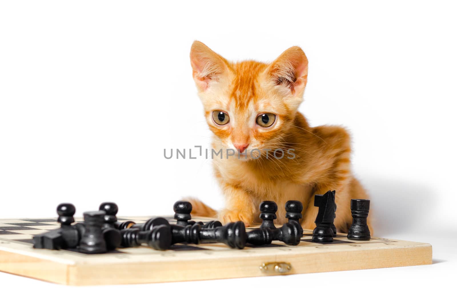 cute little red kitten and chess isolated on white background closeup