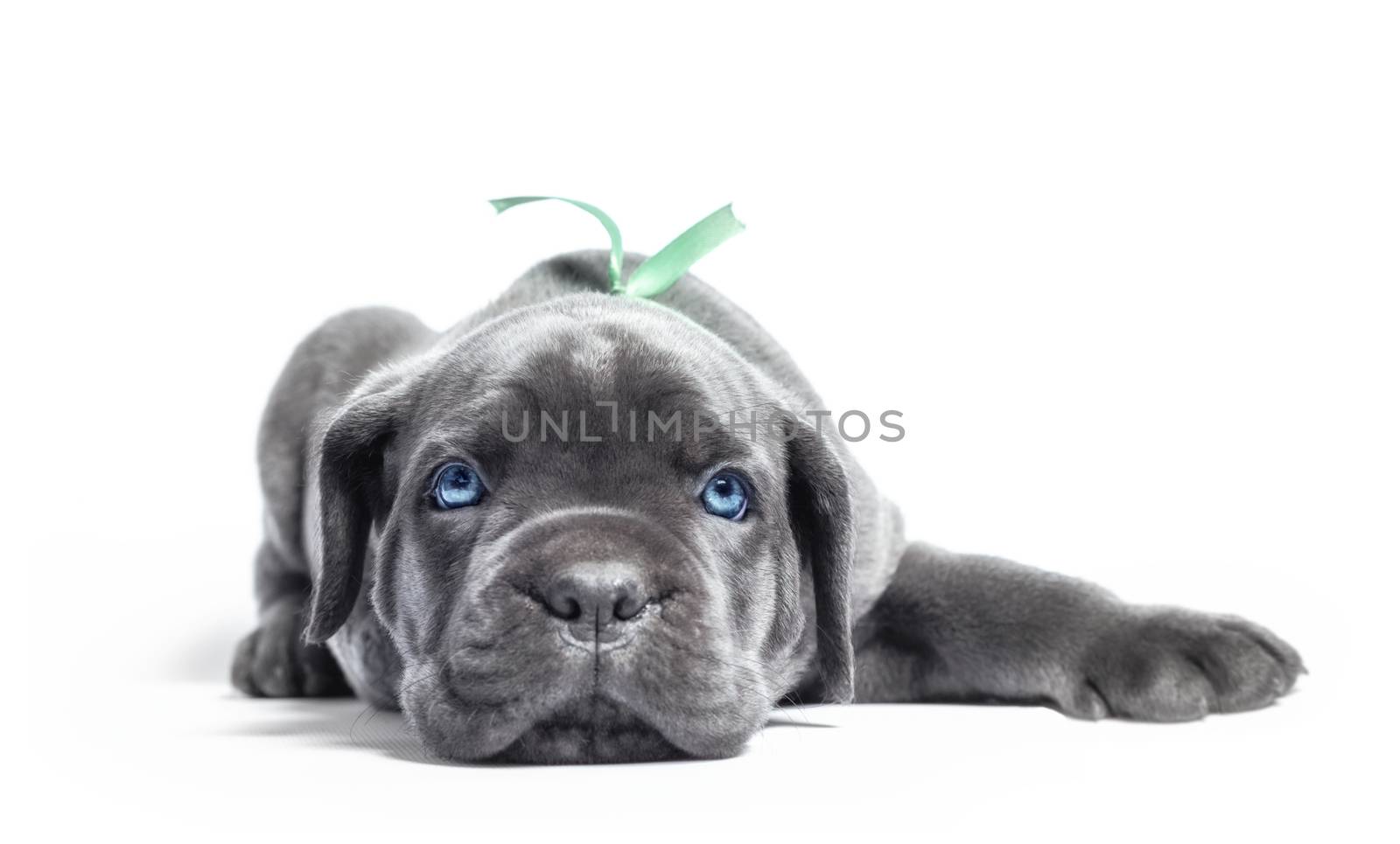 little puppy dog ​​of breed canecorso on a white background in isolation closeup