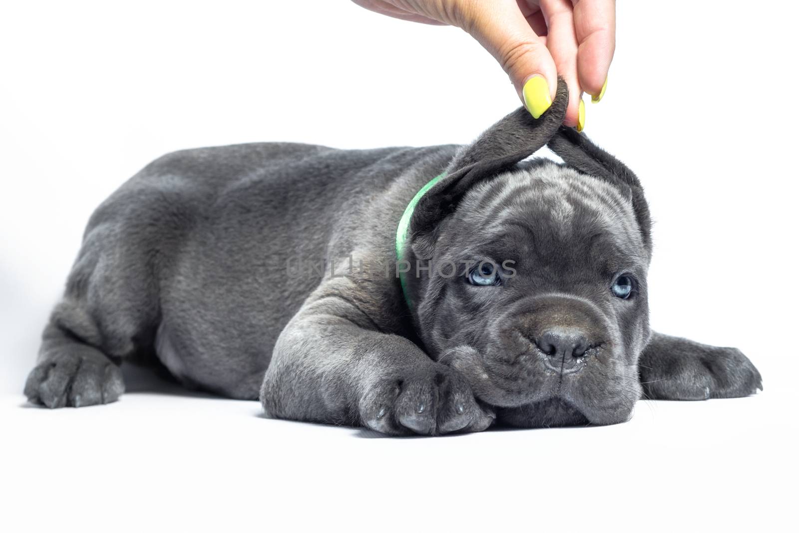 little puppy dog ​​of breed canecorso on a white background in isolation closeup