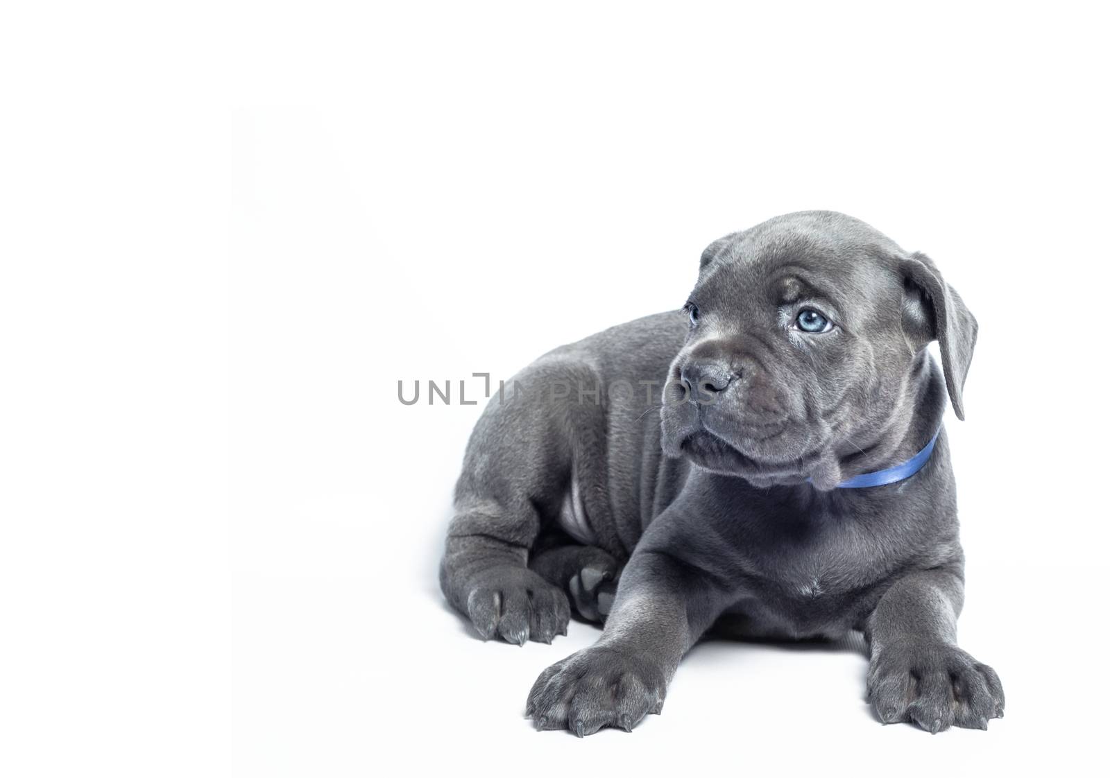 little puppy dog ​​of breed canecorso on a white background in isolation closeup