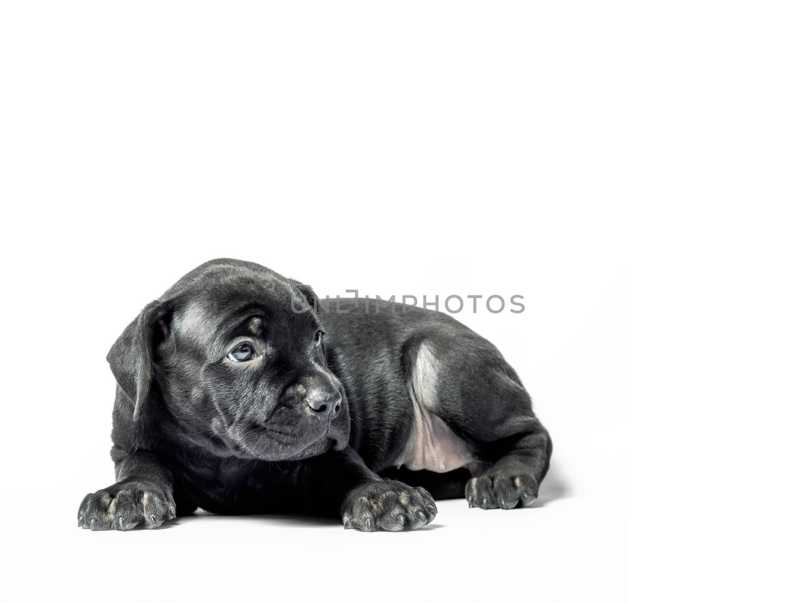 little puppy dog ​​of breed canecorso on a white background in isolation closeup