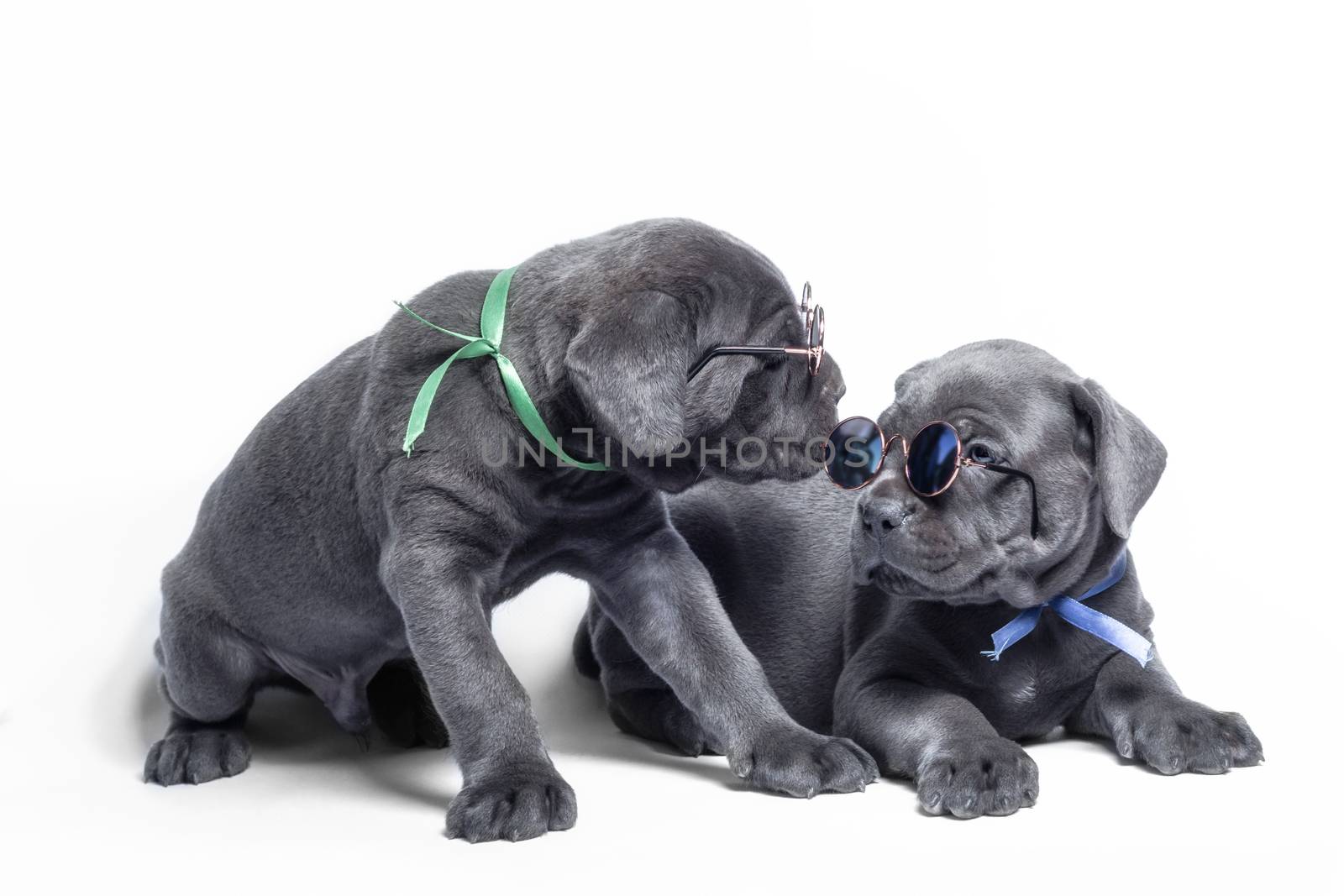 couple little puppy dog ​​of breed canecorso on a white background in isolation closeup
