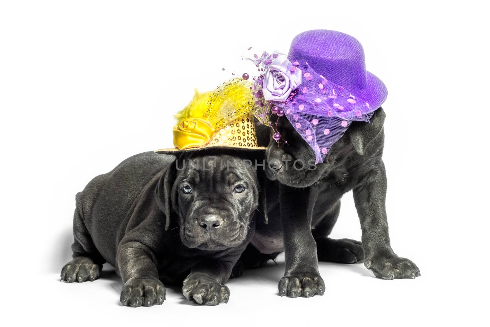 couple little puppy dog ​​of breed canecorso in funny hats on a white background in isolation closeup