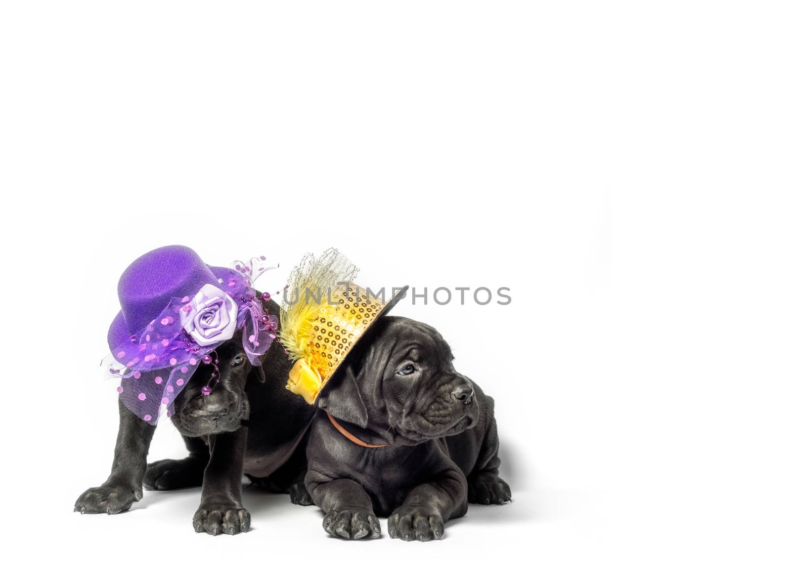 couple little puppy dog ​​of breed canecorso in funny hats on a white background in isolation closeup