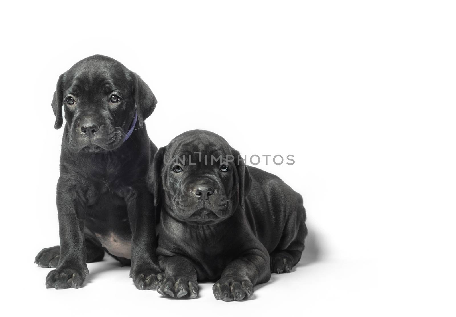 couple little puppy dog ​​of breed canecorso on a white background in isolation closeup