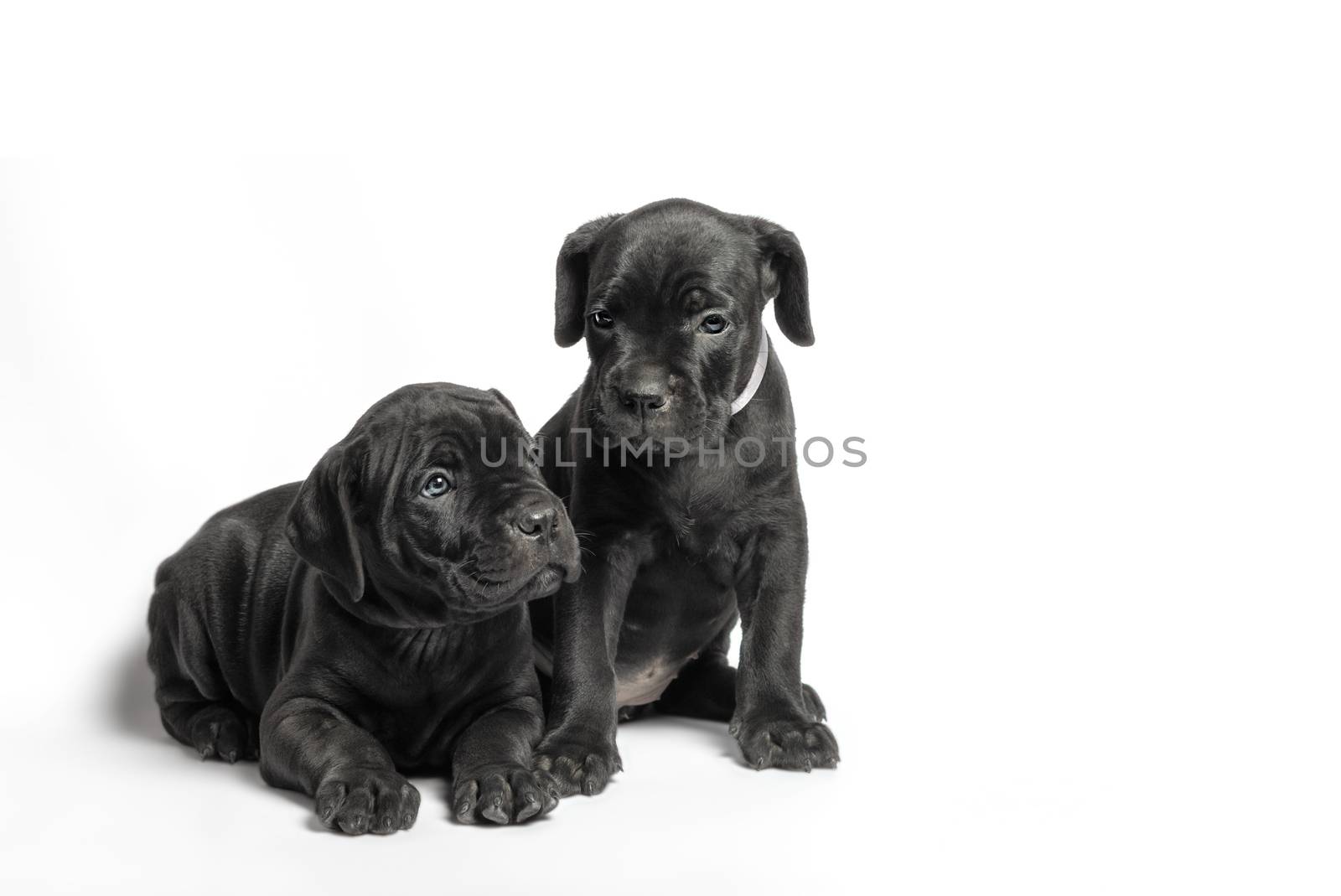 couple little puppy dog ​​of breed canecorso on a white background in isolation closeup