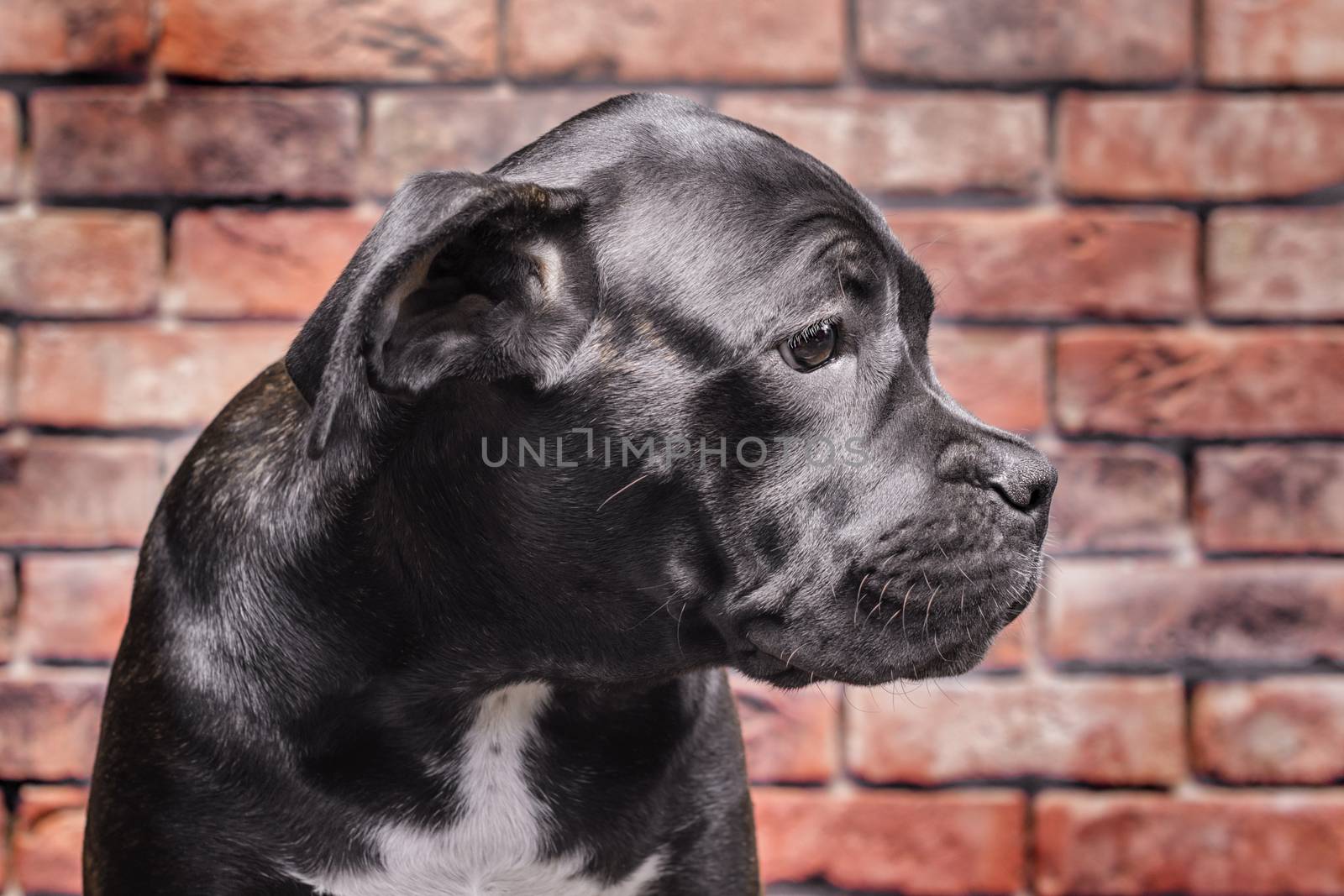 canecorso black puppy on brick wall background closeup
