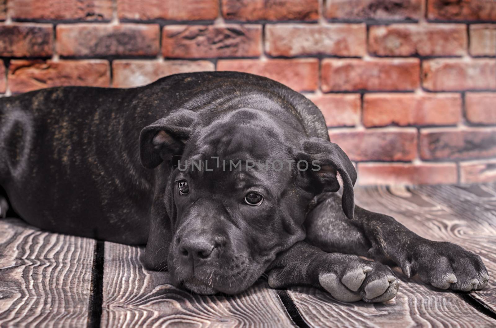 canecorso black puppy on brick wall background closeup