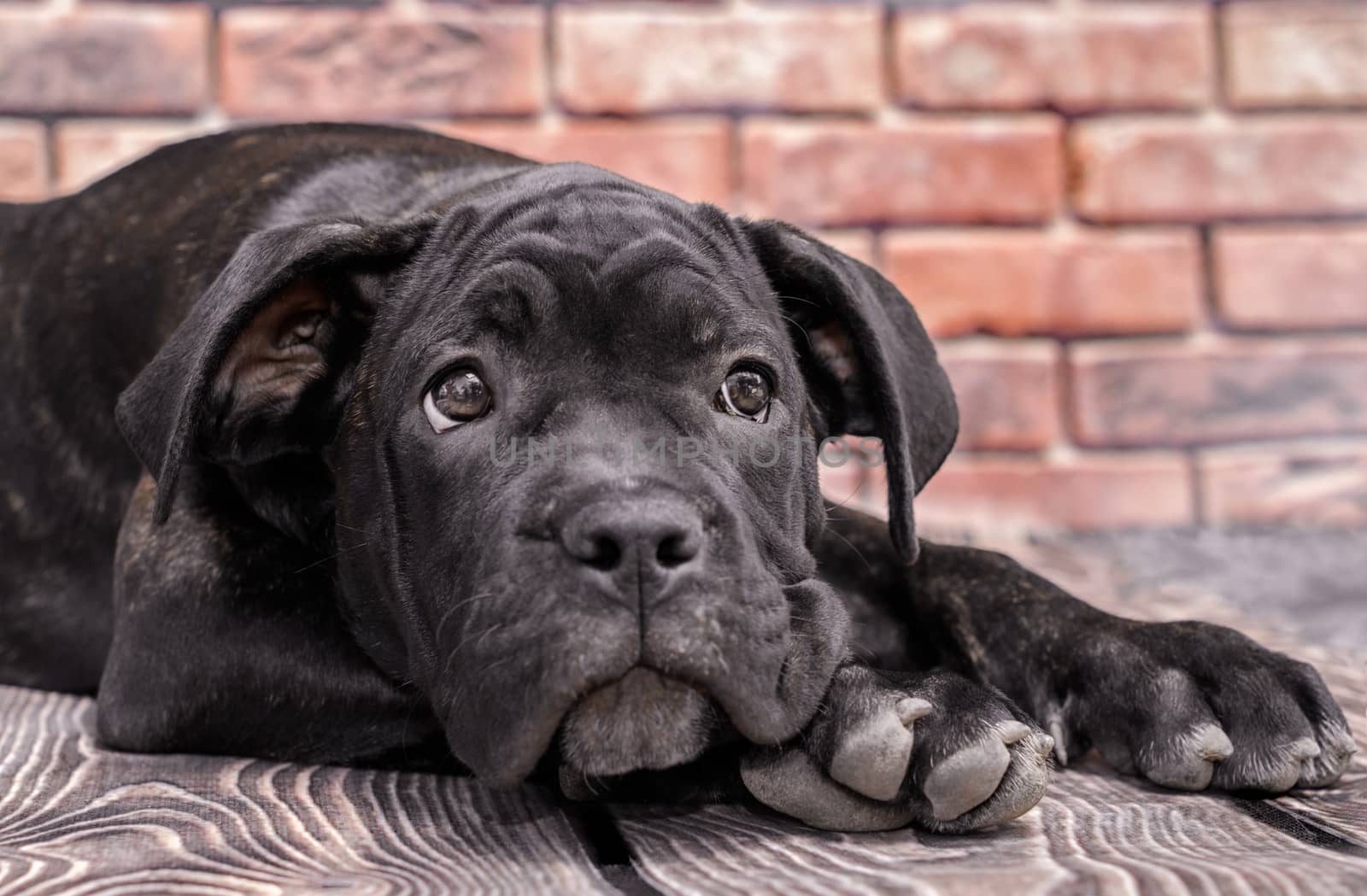 canecorso black puppy on brick wall background closeup