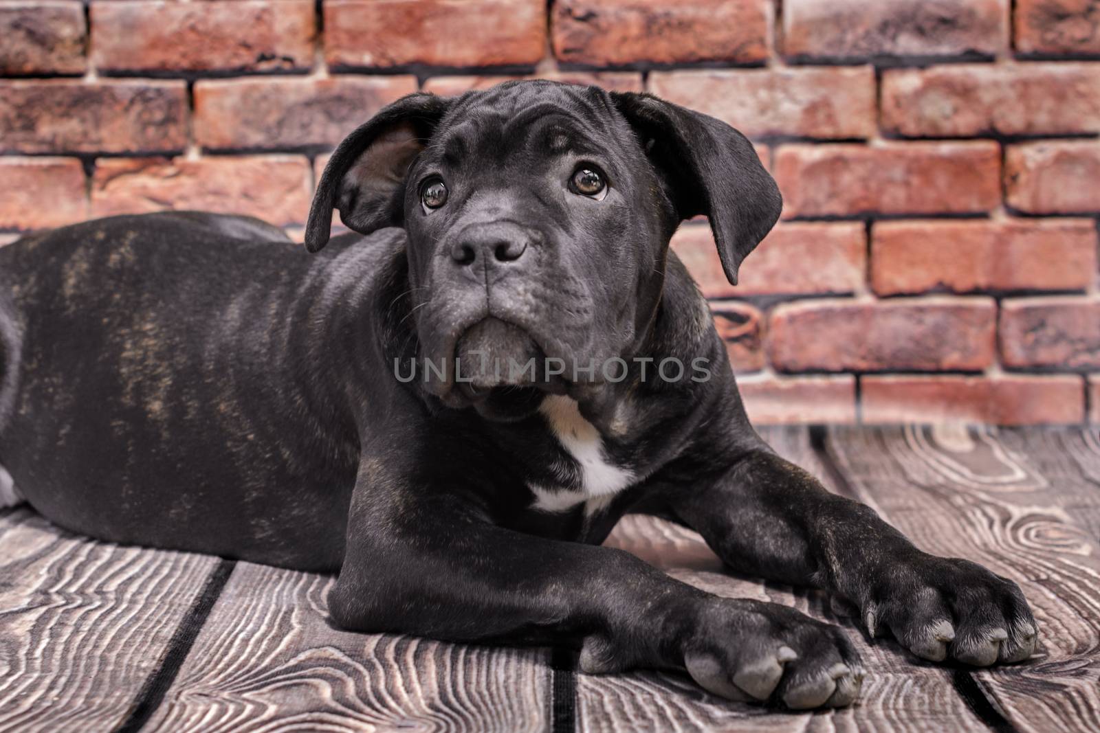 canecorso black puppy on brick wall background closeup