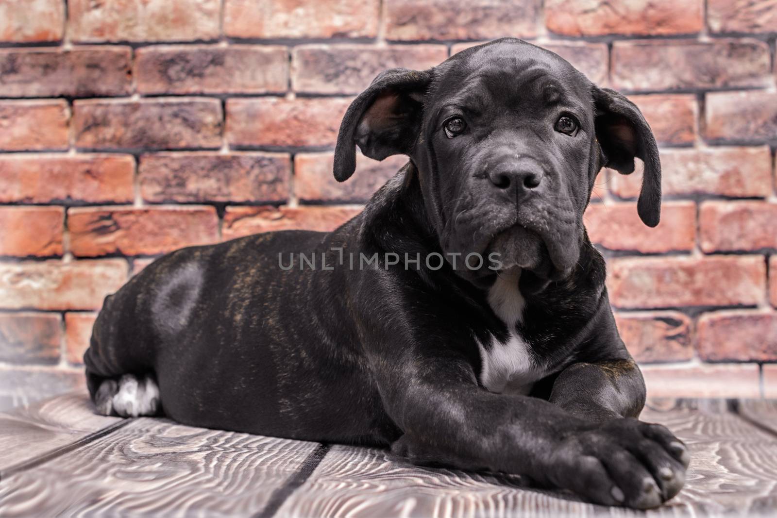 canecorso black puppy on brick wall background closeup
