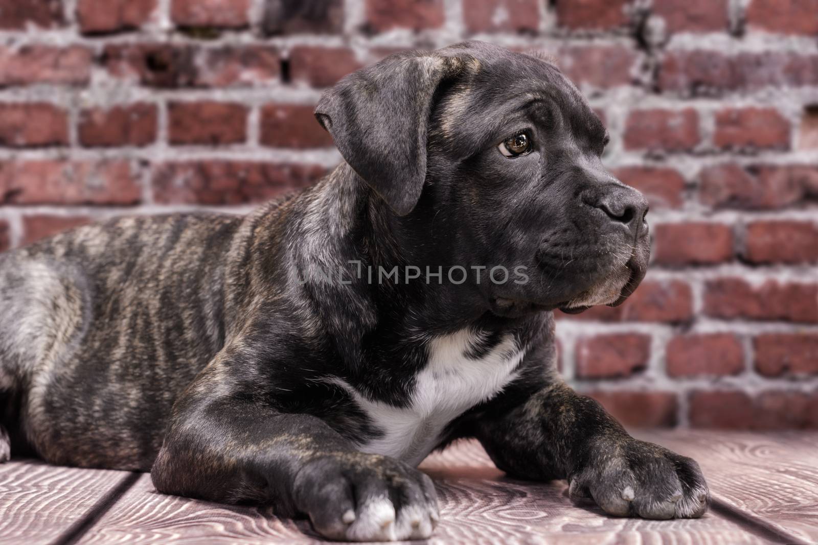 canecorso black puppy on brick wall background closeup