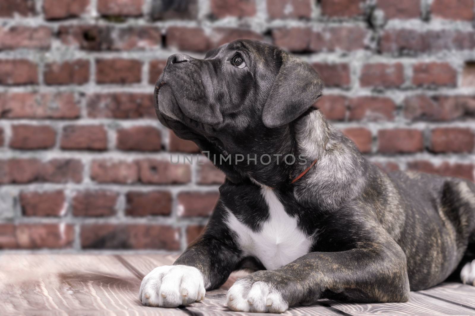 canecorso black puppy on brick wall background closeup