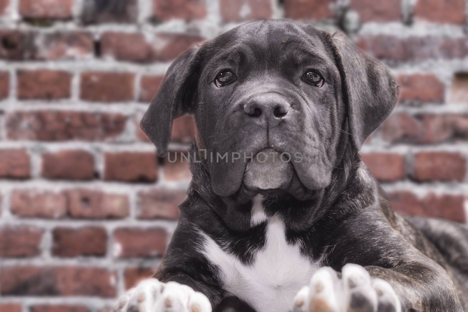 canecorso black puppy on brick wall background closeup
