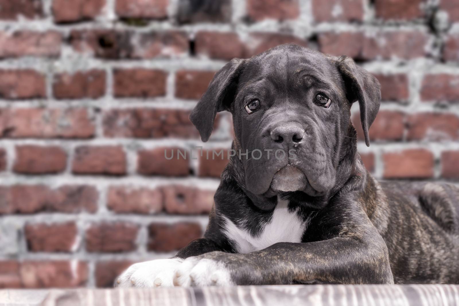 canecorso black puppy on brick wall background closeup