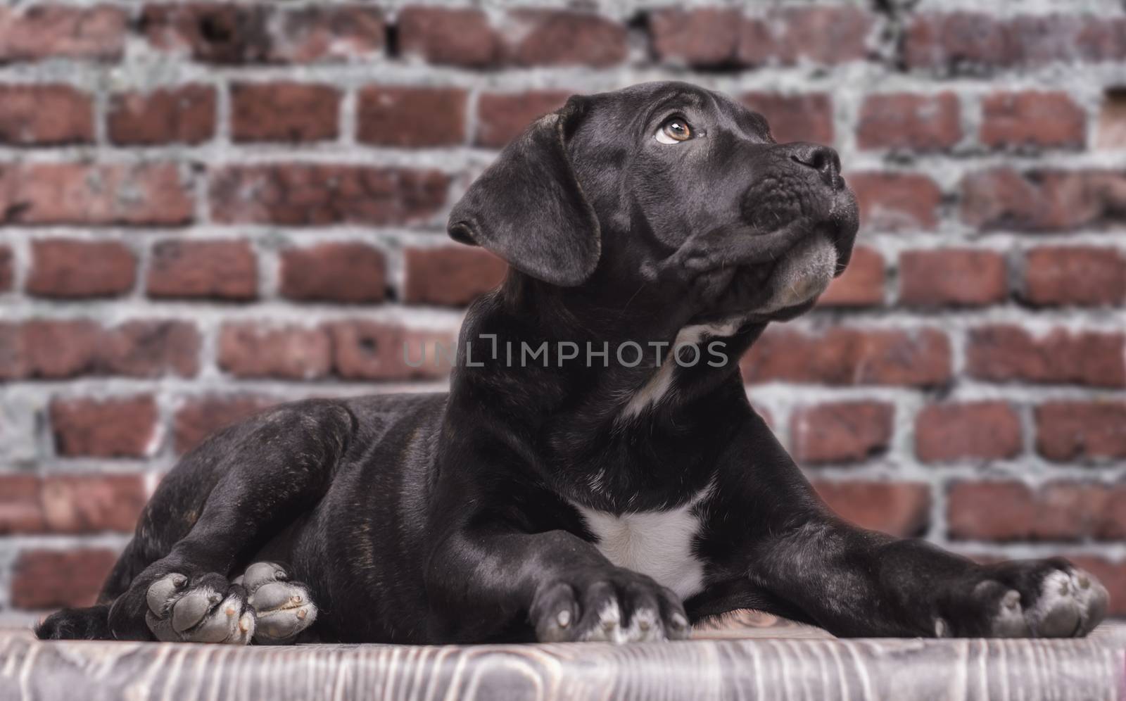 canecorso black puppy on brick wall background closeup