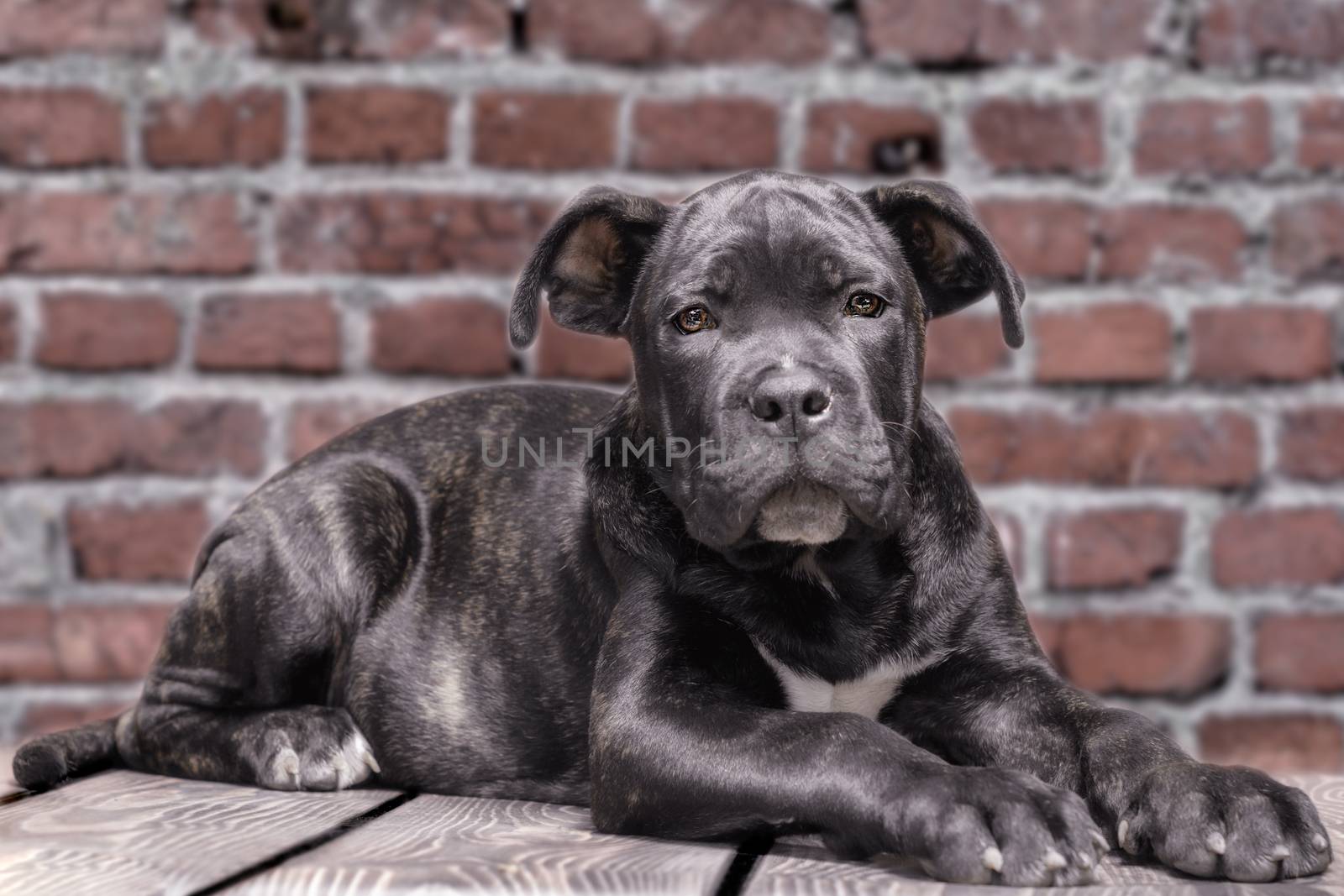 canecorso black puppy on brick wall background closeup
