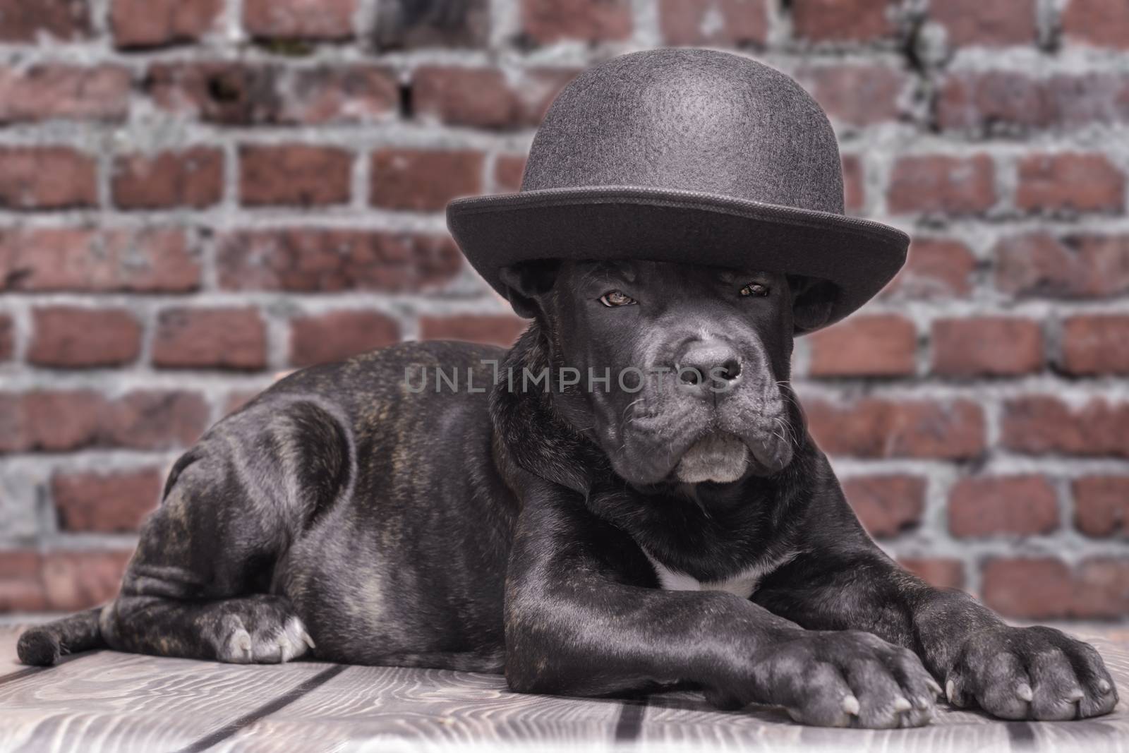 canecorso black puppy on brick wall background closeup