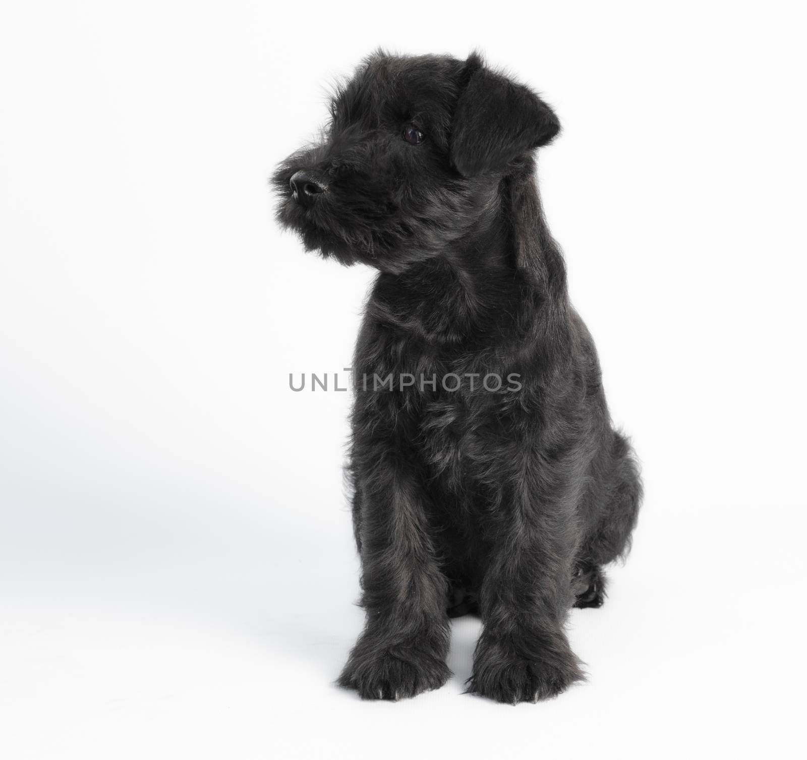 little black puppy breed miniature schnauzer on a white background close up