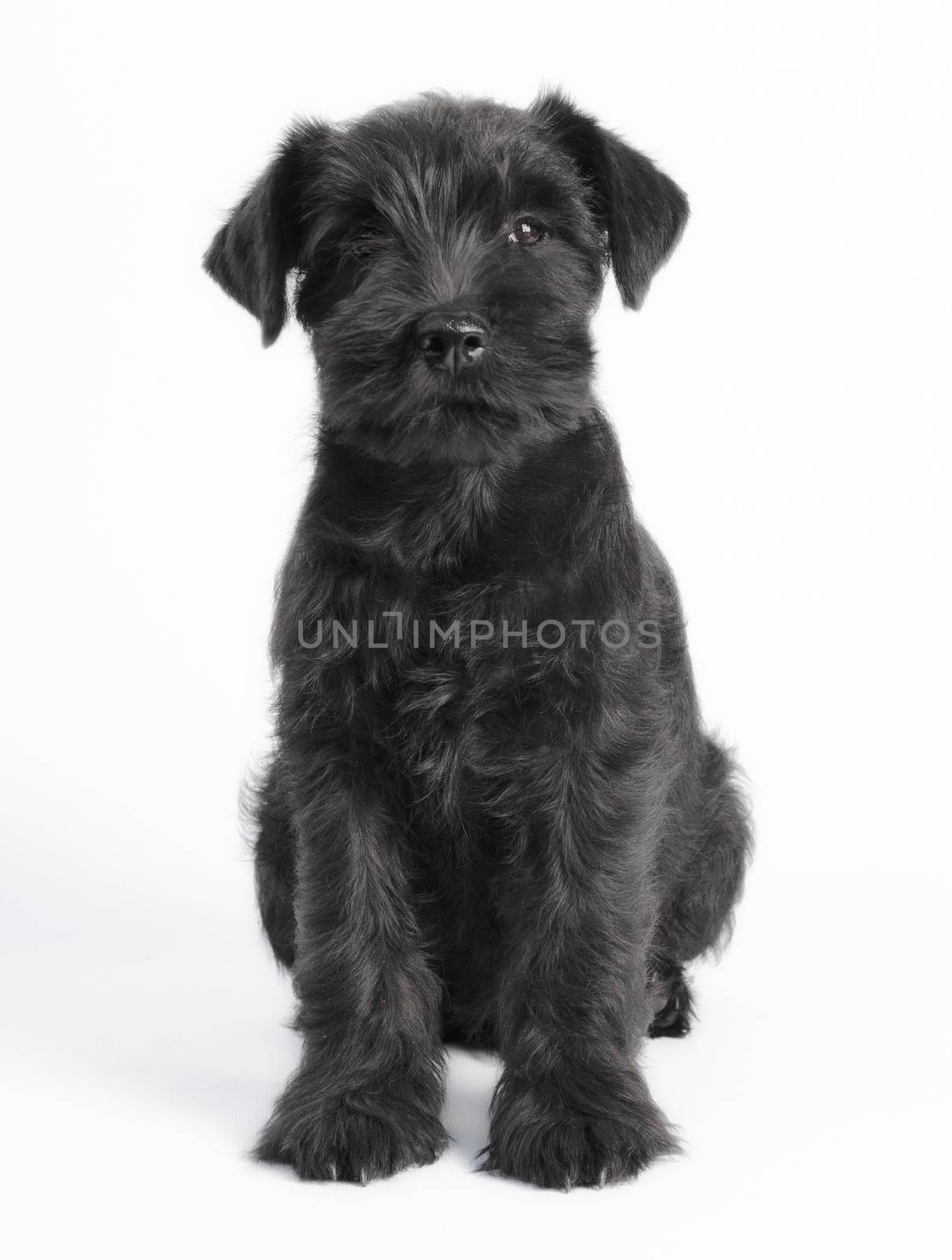 little black puppy breed miniature schnauzer on a white background close up