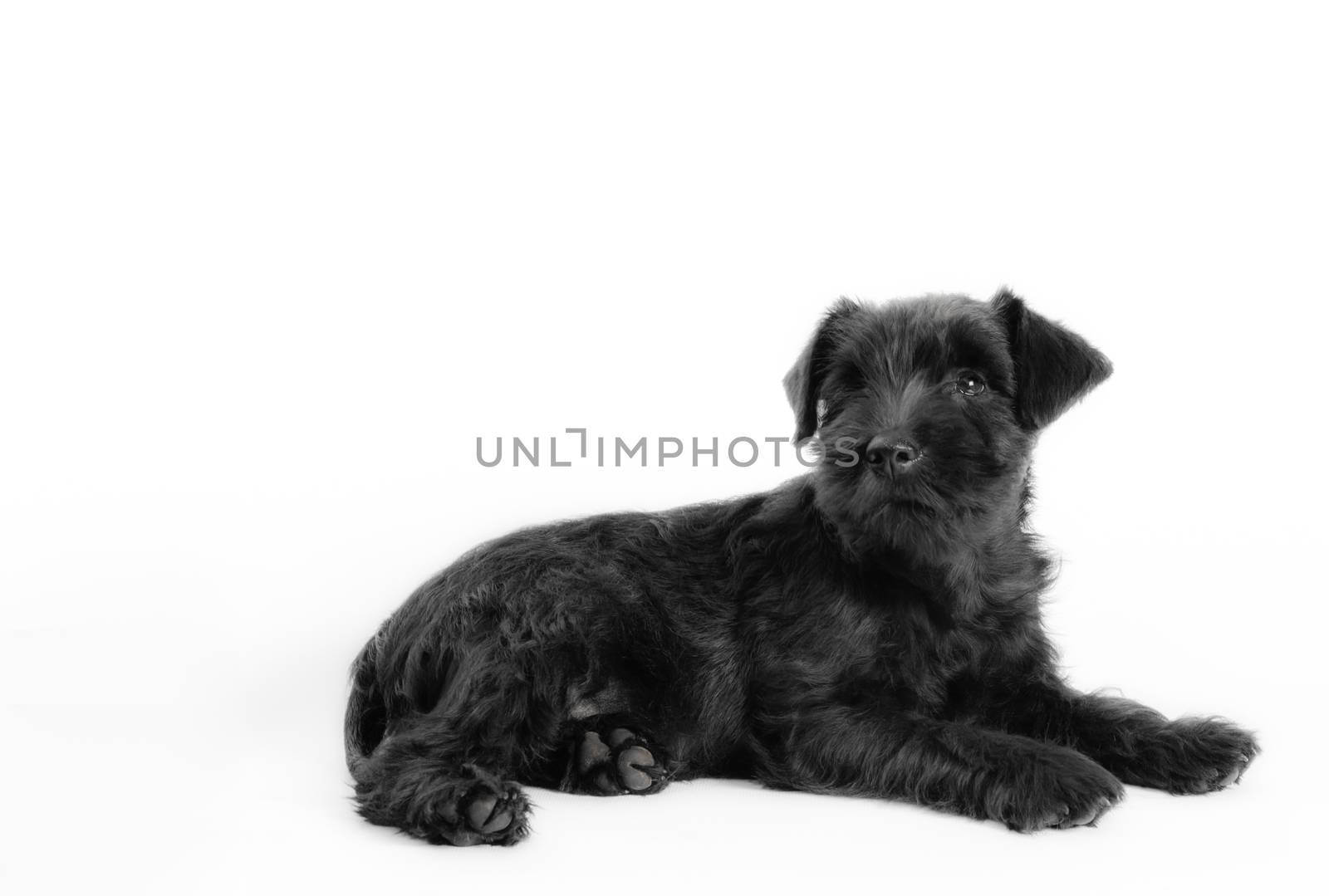 little black puppy breed miniature schnauzer on a white background close up isolated