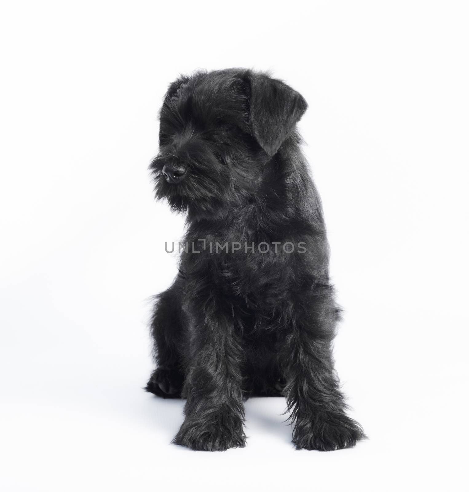 little black puppy breed miniature schnauzer on a white background close up