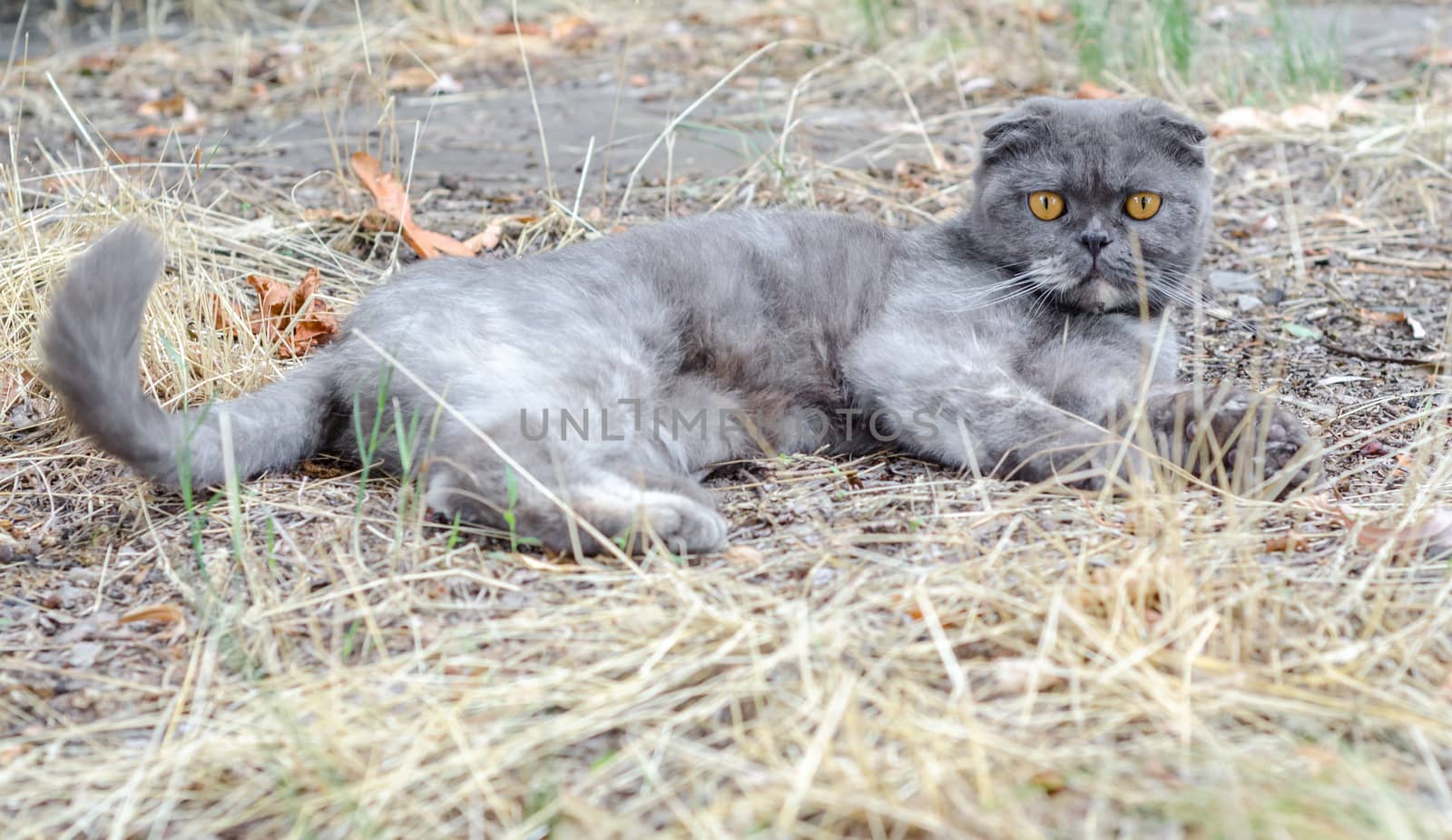 yellow-eyed gray cat Scottish fold lies in the dry grass