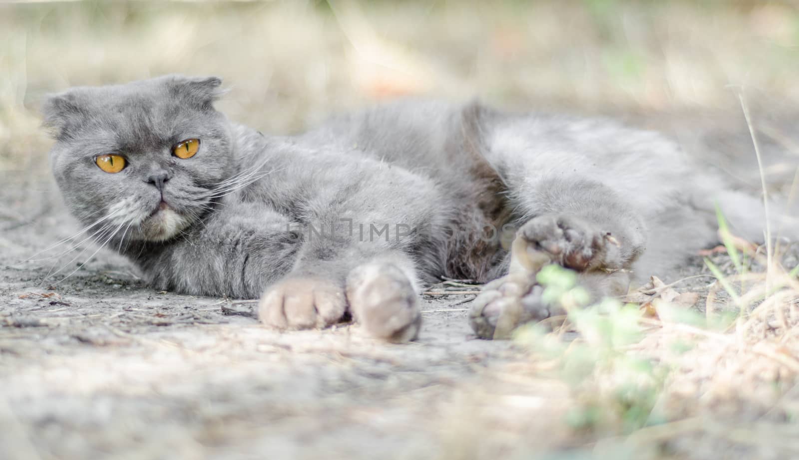 yellow-eyed gray cat Scottish fold lies in the dry grass