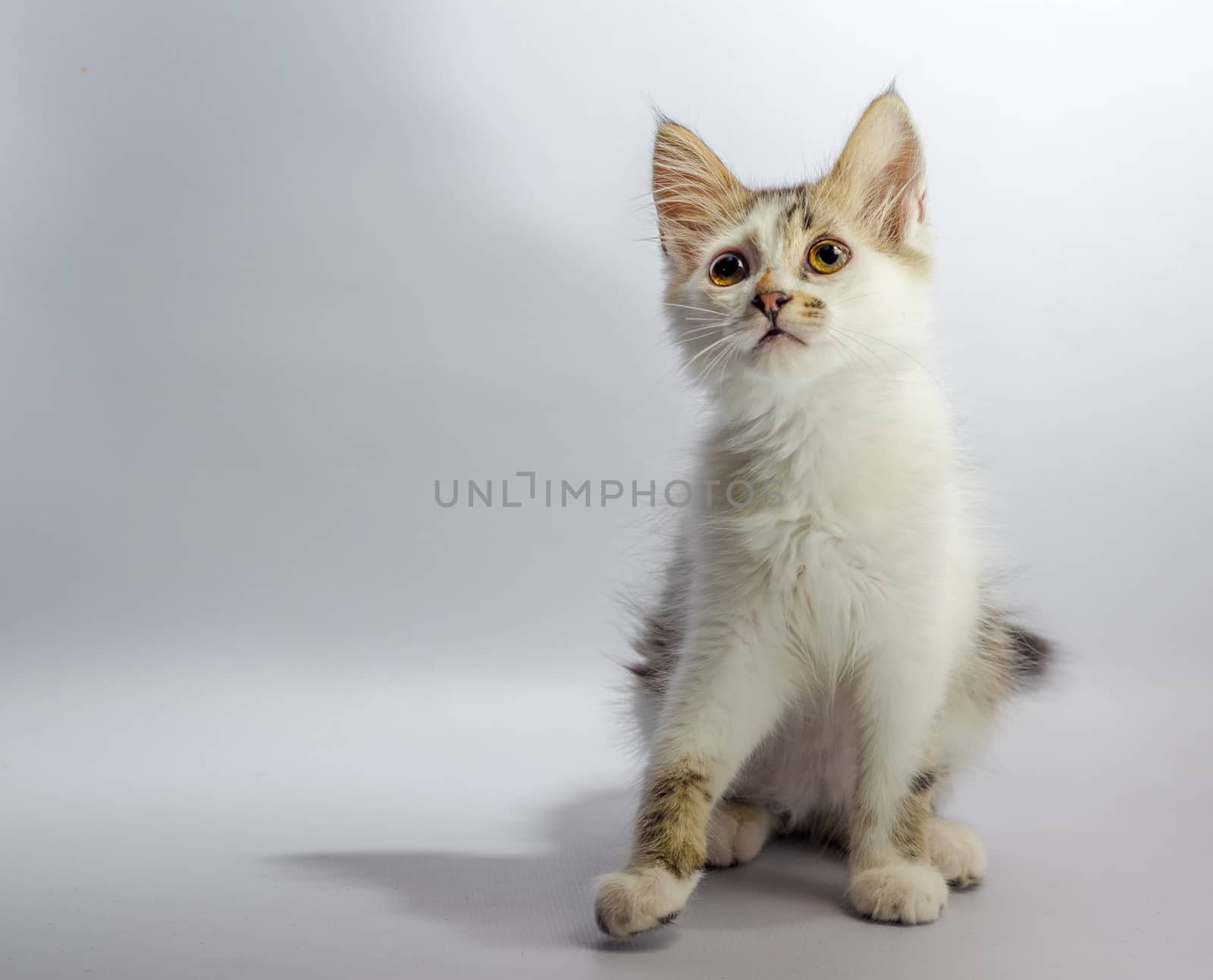 white yellow-eyed spotted kitten sits on a light grey background and looks up