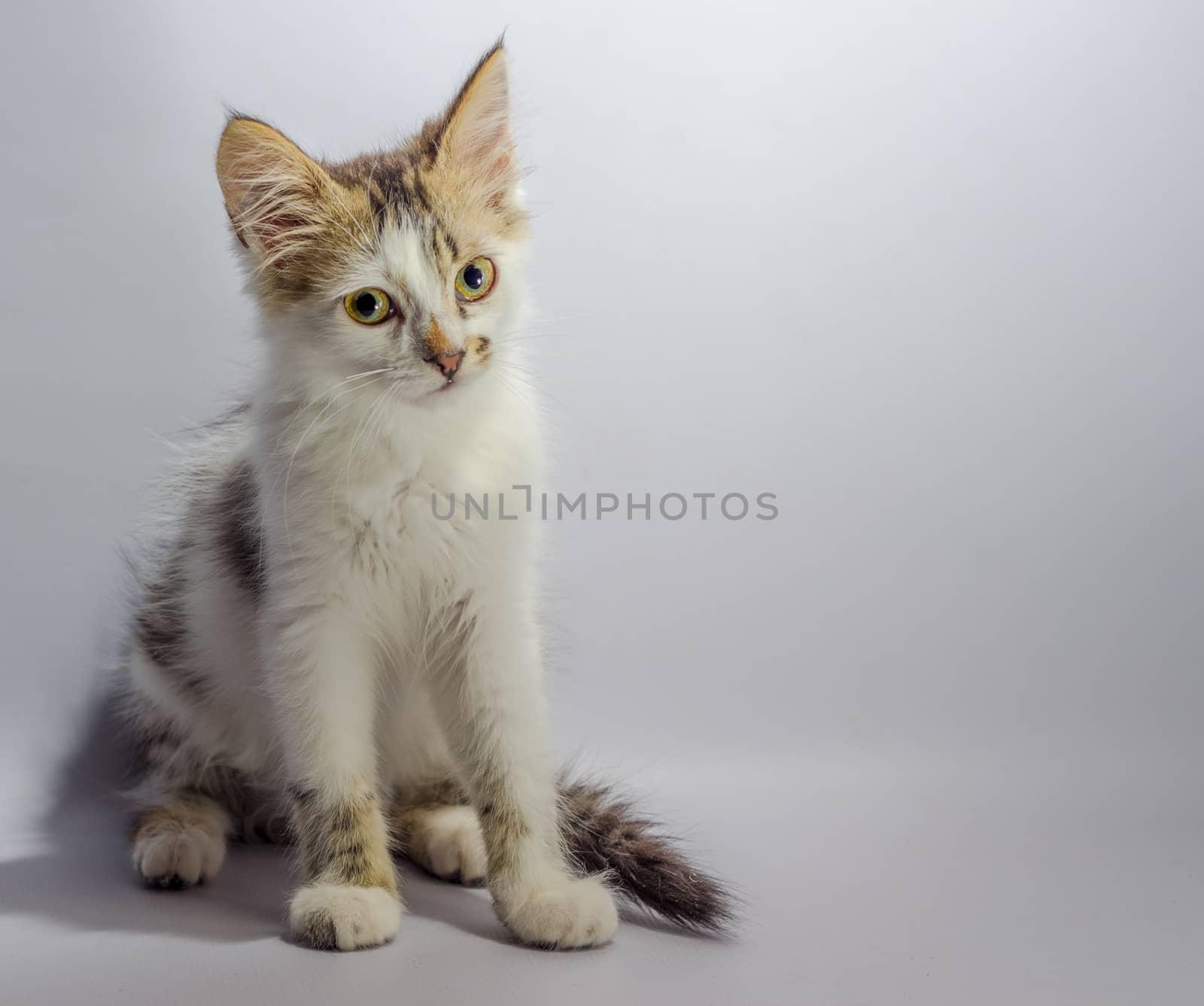 white yellow-eyed spotted kitten sits on a light grey background looks with disbelief and reproach