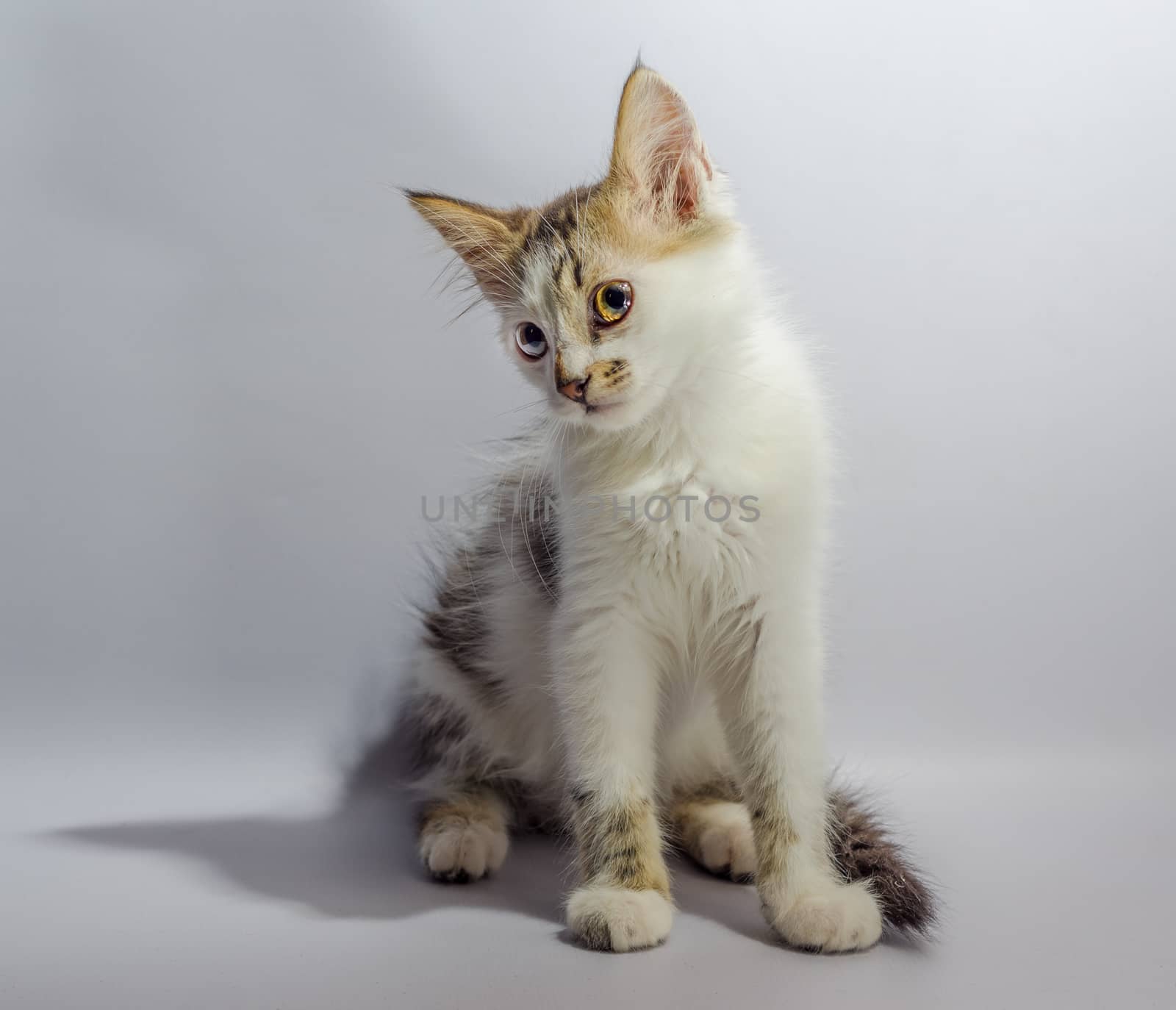 white yellow-eyed spotted kitten sits on a light background  looks with disbelief and surprise