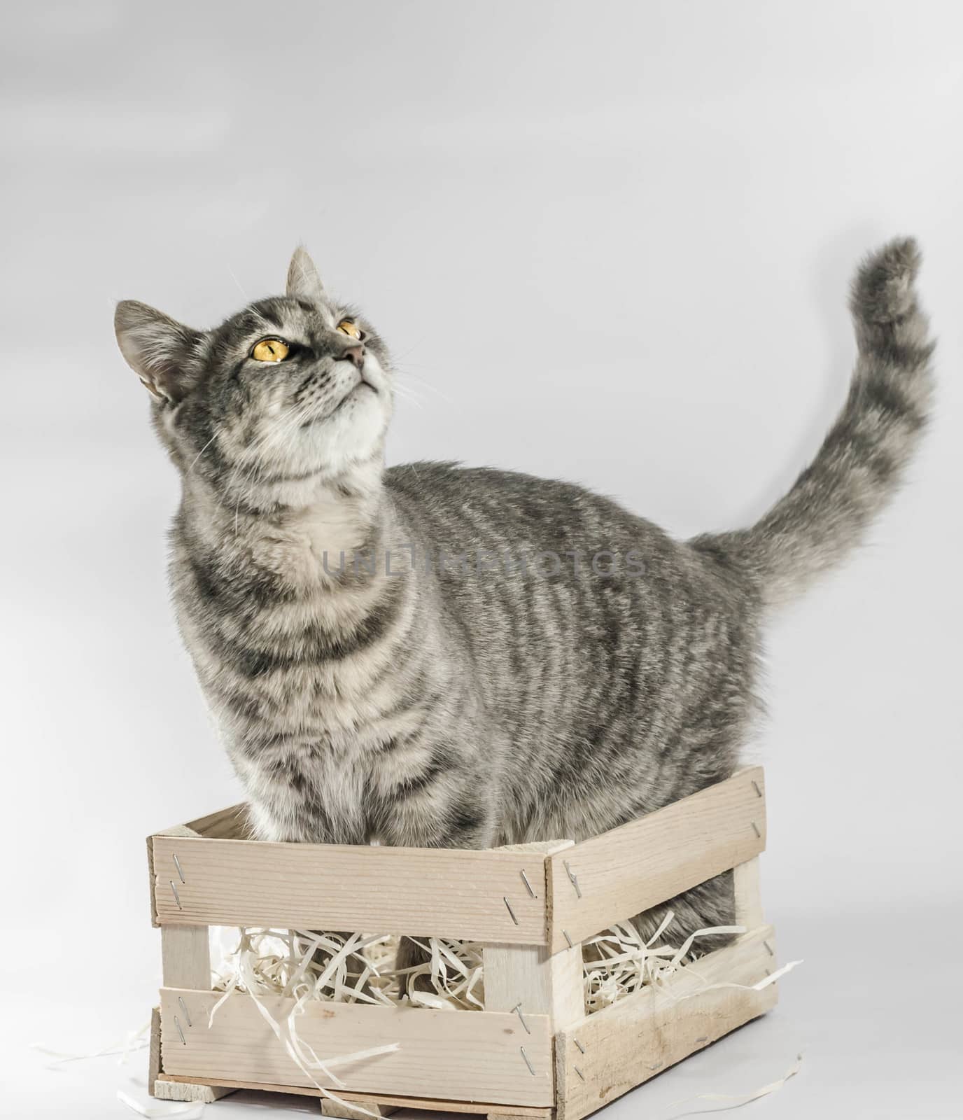 yellow-eyed gray tabby cat looks up from a wooden box with packing shavings
