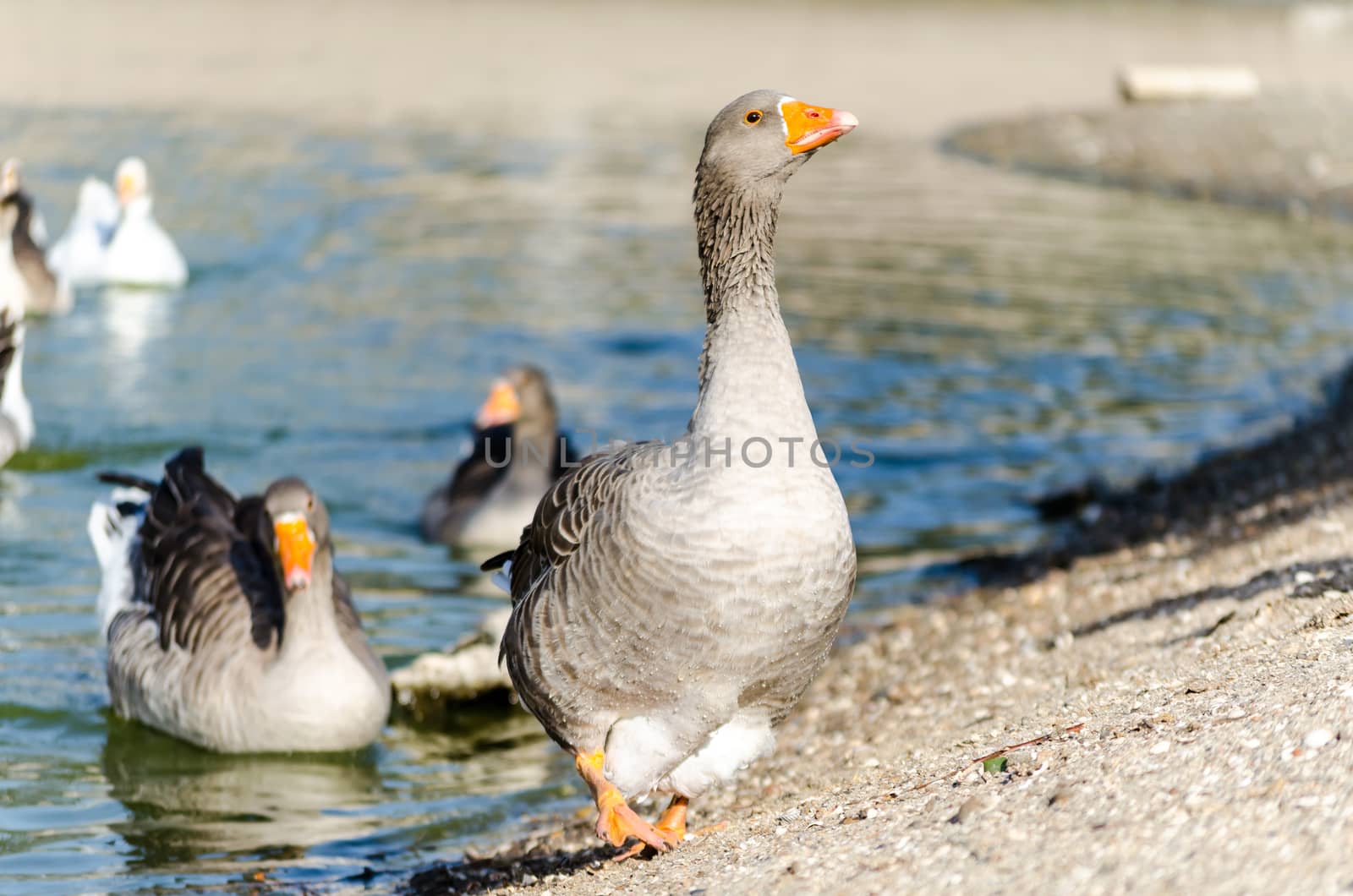 flock of wild geese on the pond
