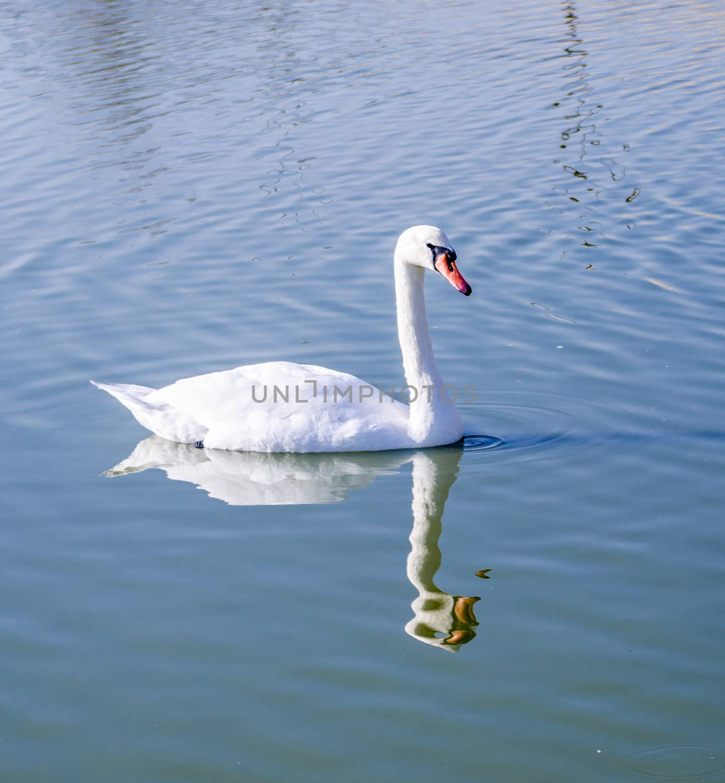 white swan and its reflection in blue water of pond
