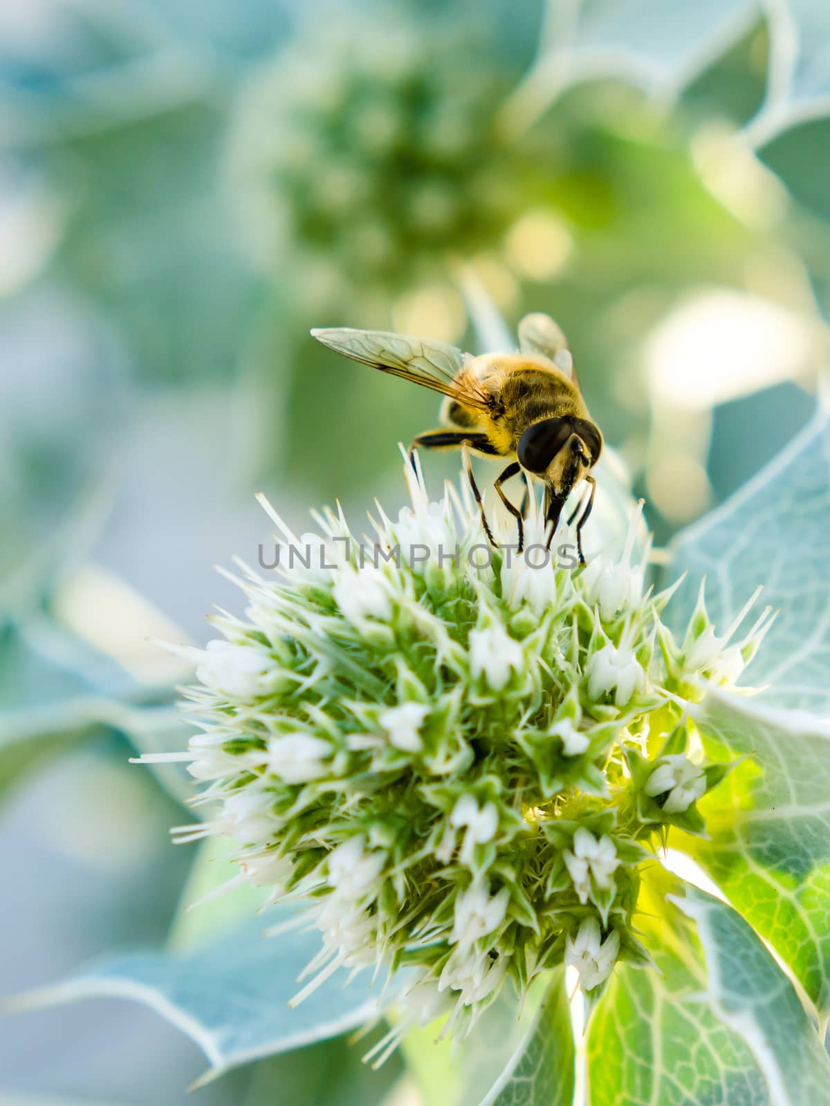 yellow bee collects nectar on a white flower with green leaf