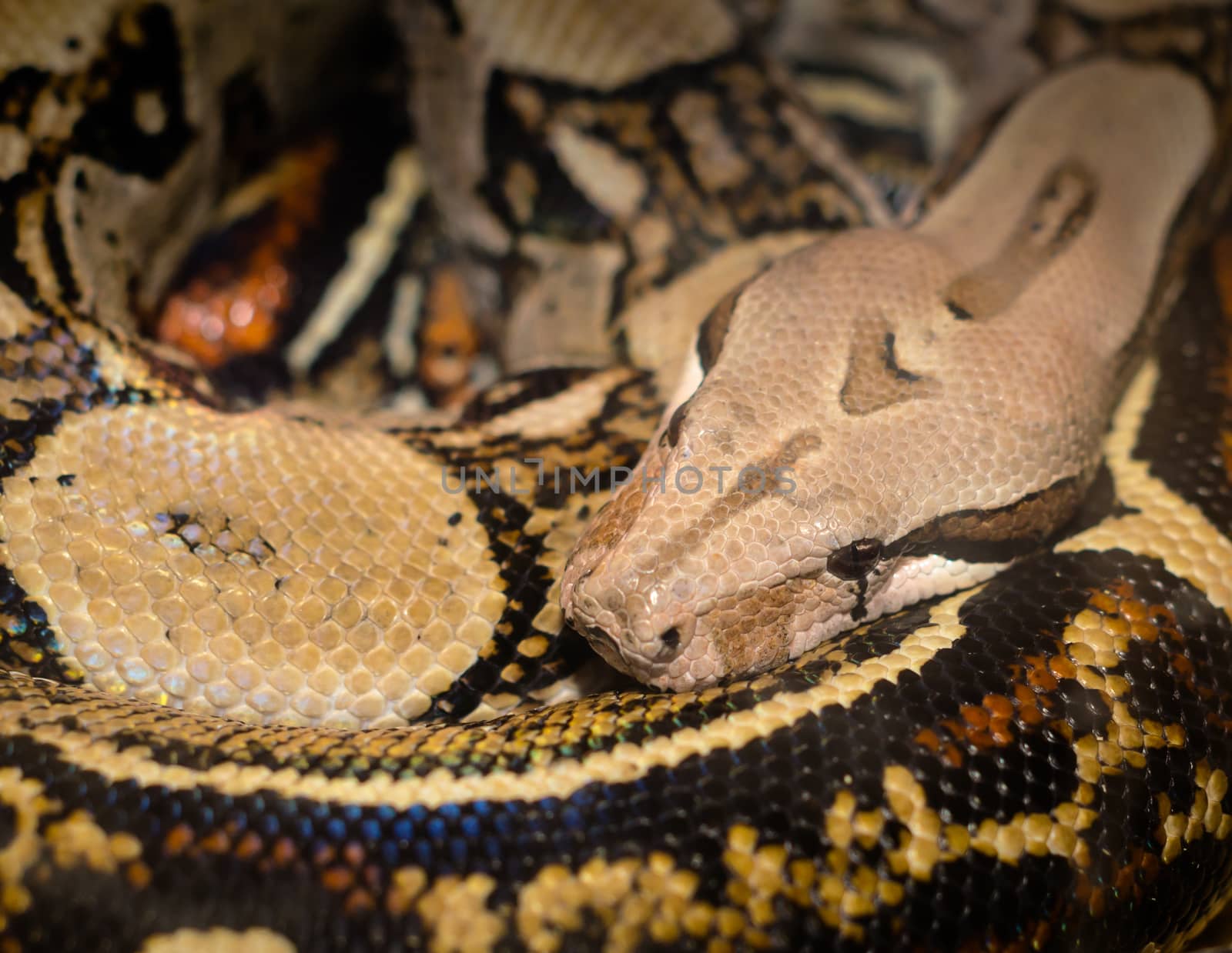 colorfull snake python boa curled in rings